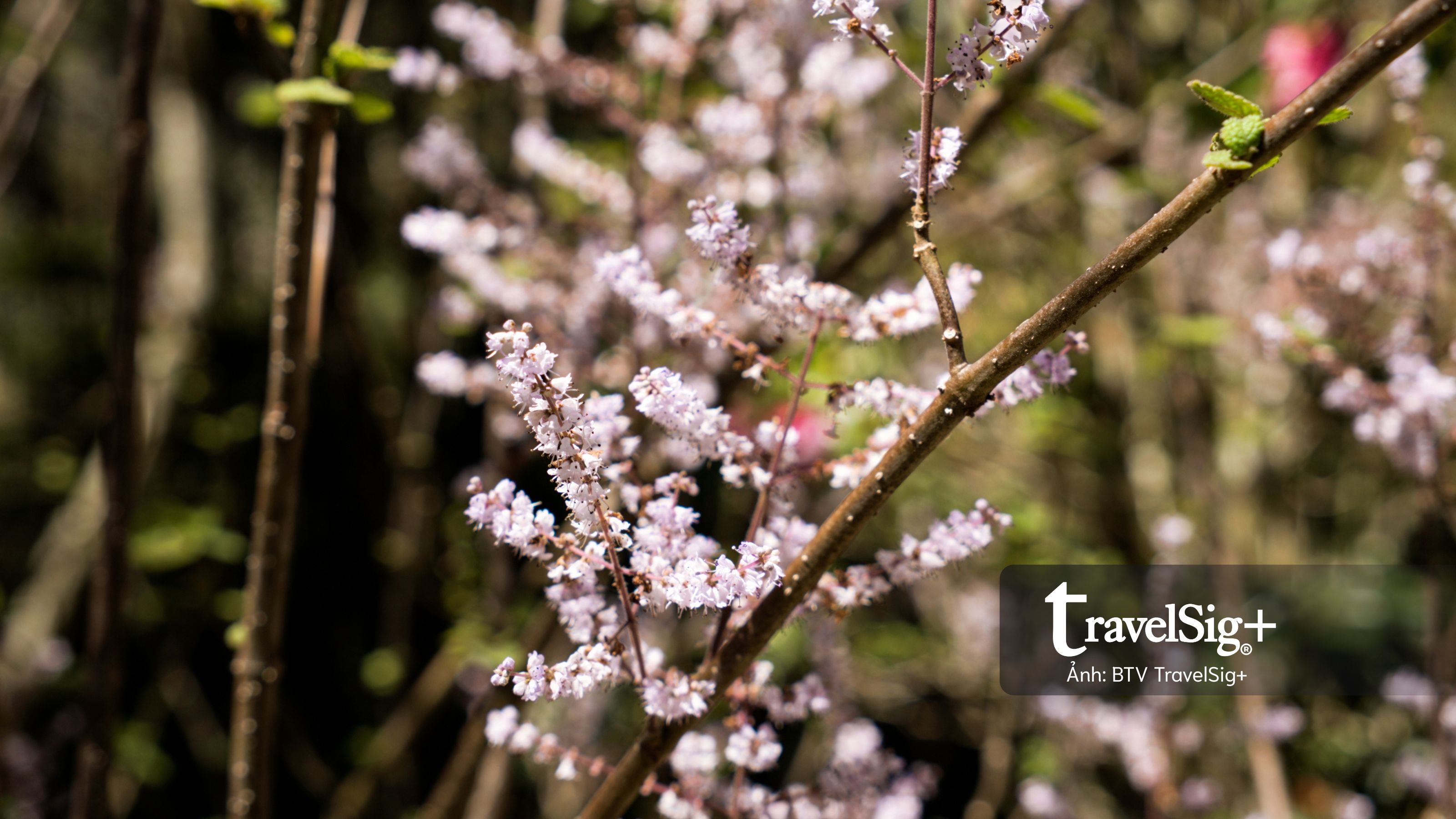 Lavender Forest: Khi giấc mơ hoa oải hương nở thành một miền sống chậm ở Đài Loan