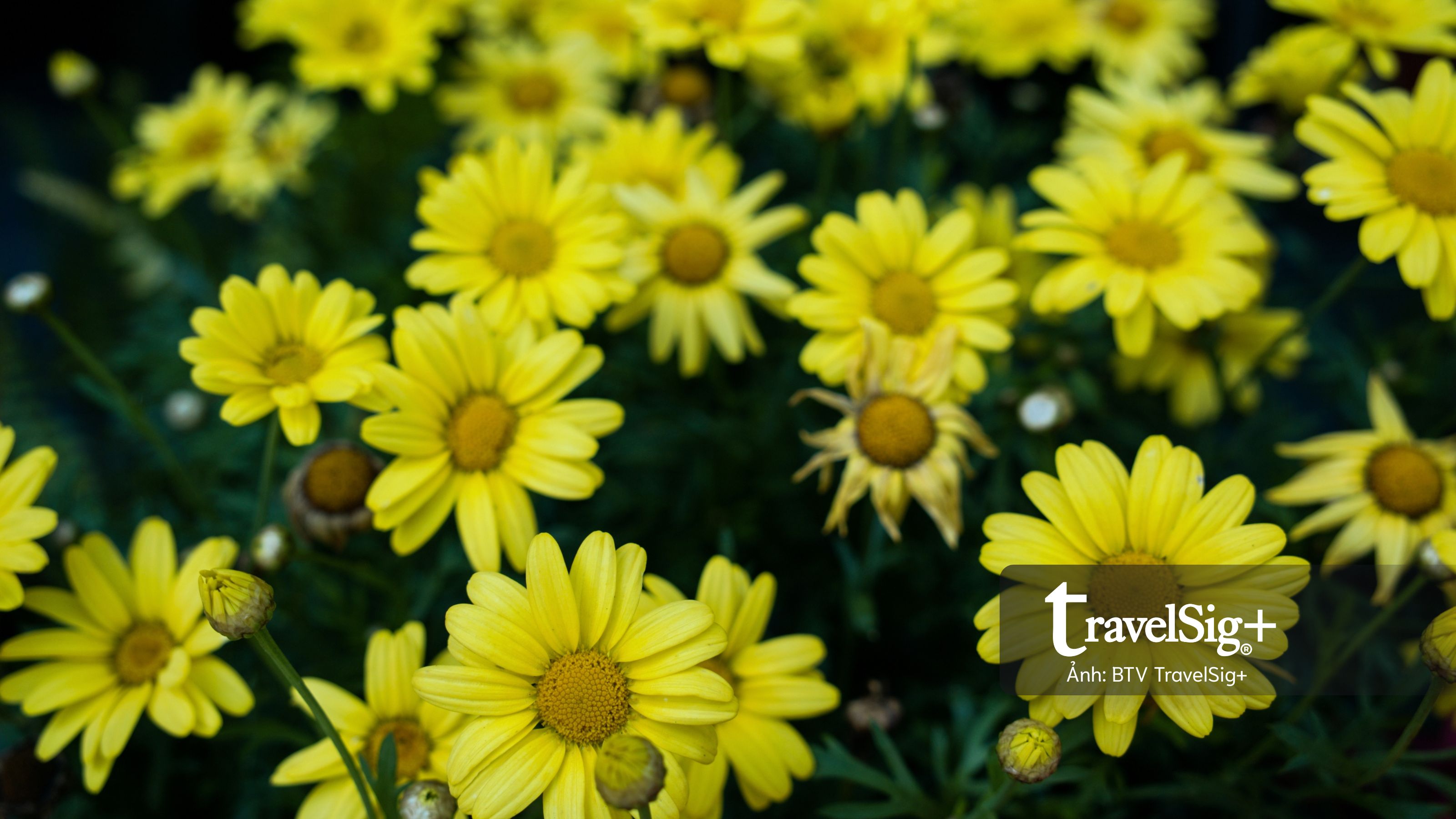 Lavender Forest: Khi giấc mơ hoa oải hương nở thành một miền sống chậm ở Đài Loan