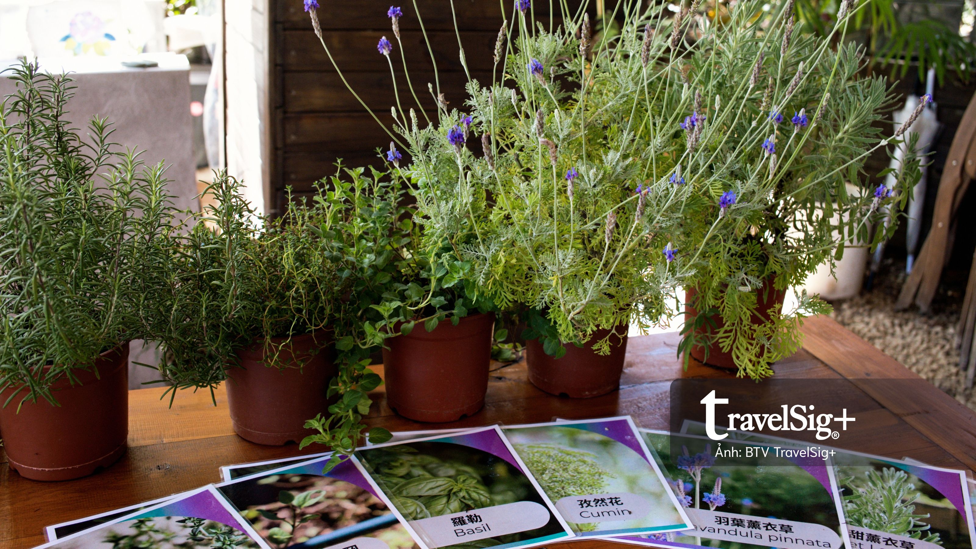 Lavender Forest: Khi giấc mơ hoa oải hương nở thành một miền sống chậm ở Đài Loan