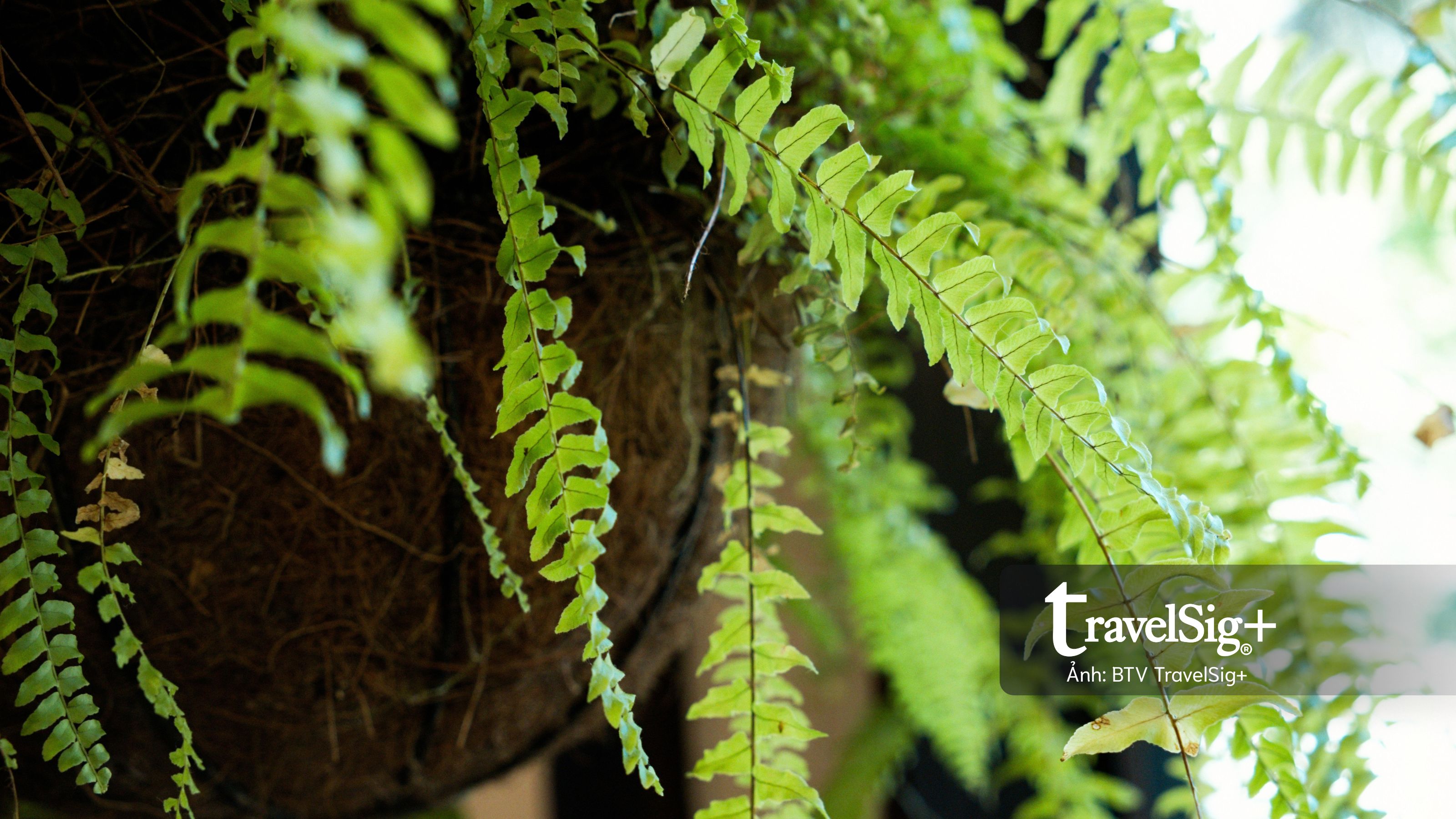 Lavender Forest: Khi giấc mơ hoa oải hương nở thành một miền sống chậm ở Đài Loan