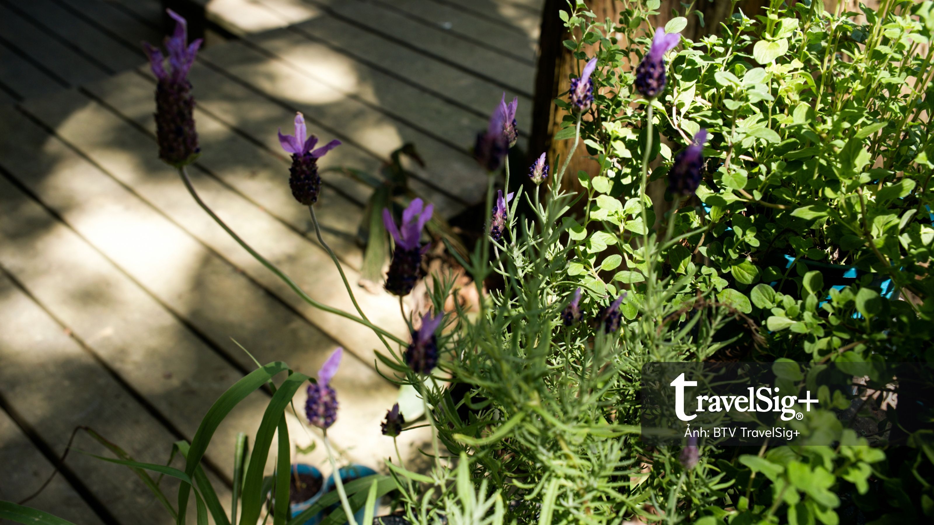 Lavender Forest: Khi giấc mơ hoa oải hương nở thành một miền sống chậm ở Đài Loan