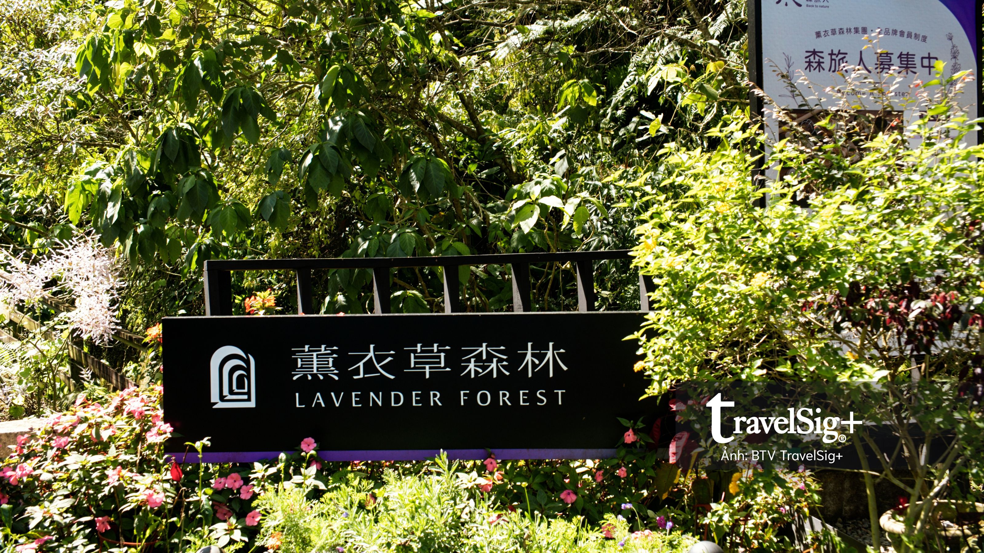 Lavender Forest: Khi giấc mơ hoa oải hương nở thành một miền sống chậm ở Đài Loan