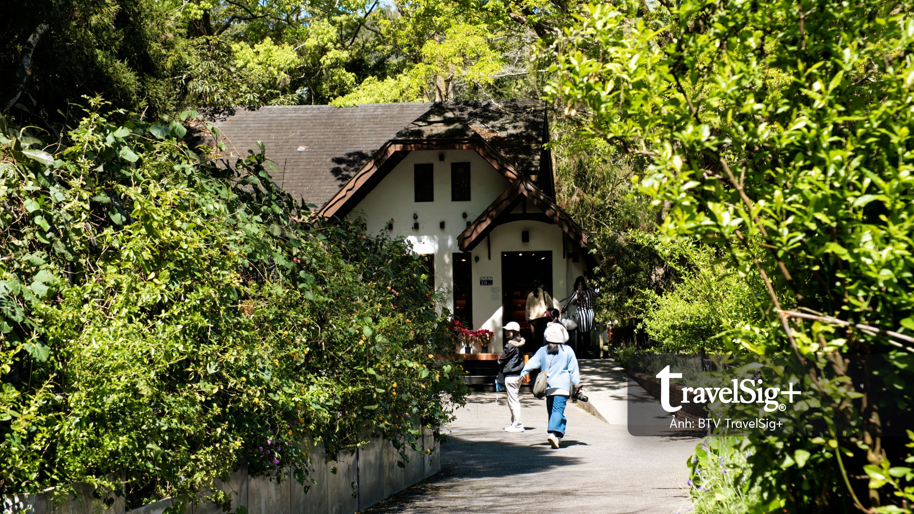 Lavender Forest: Khi giấc mơ hoa oải hương nở thành một miền sống chậm ở Đài Loan