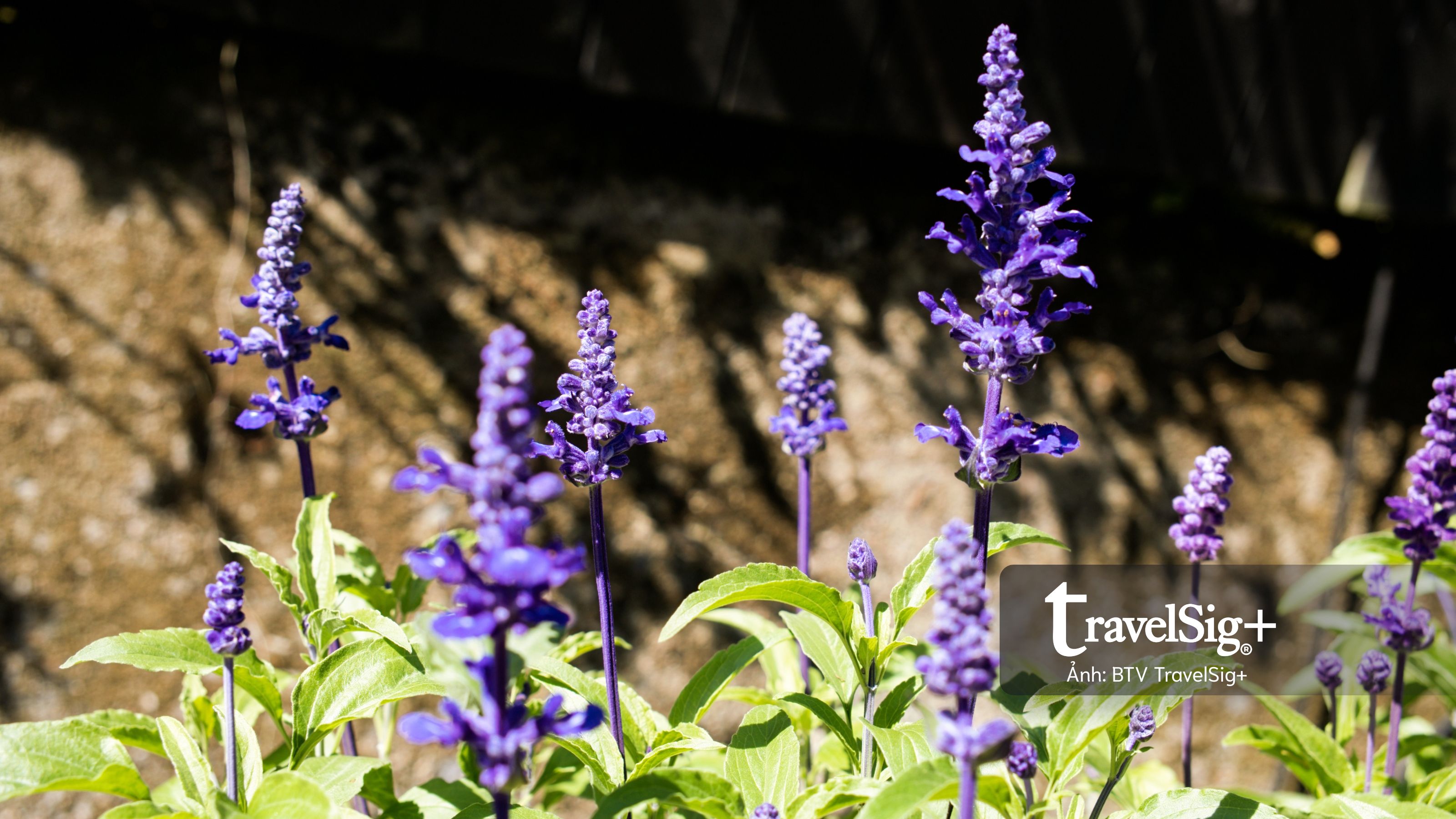 Lavender Forest: Khi giấc mơ hoa oải hương nở thành một miền sống chậm ở Đài Loan