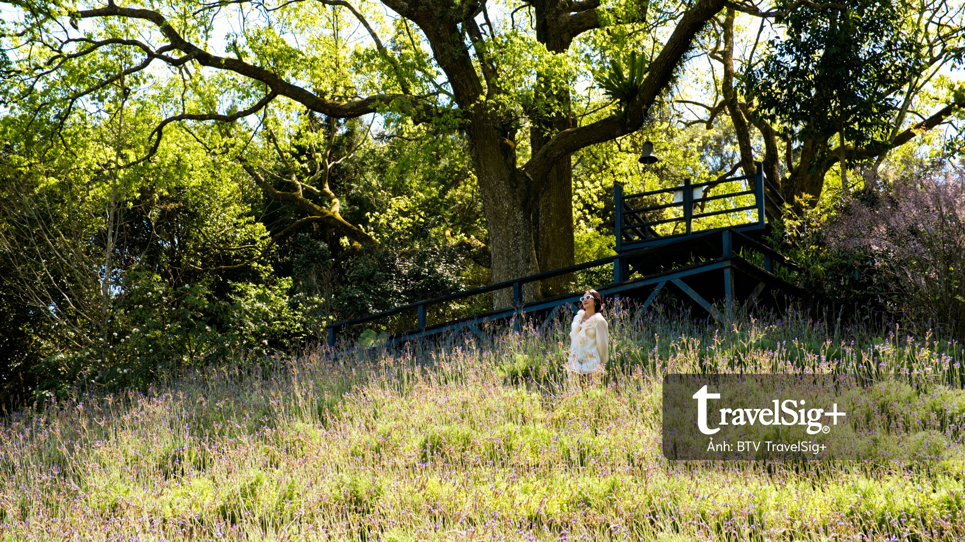 Lavender Forest: Khi giấc mơ hoa oải hương nở thành một miền sống chậm ở Đài Loan