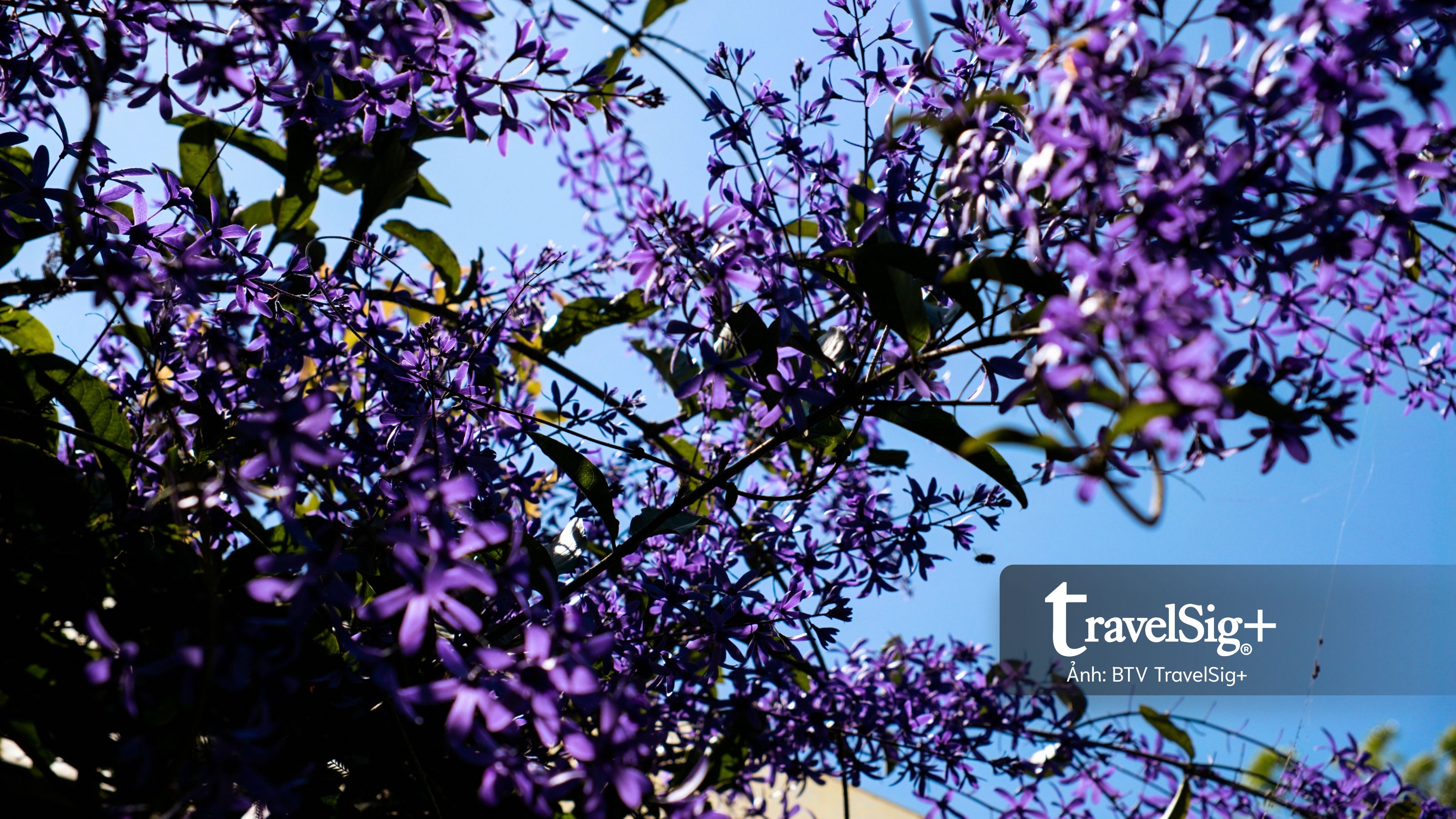 Lavender Forest: Khi giấc mơ hoa oải hương nở thành một miền sống chậm ở Đài Loan