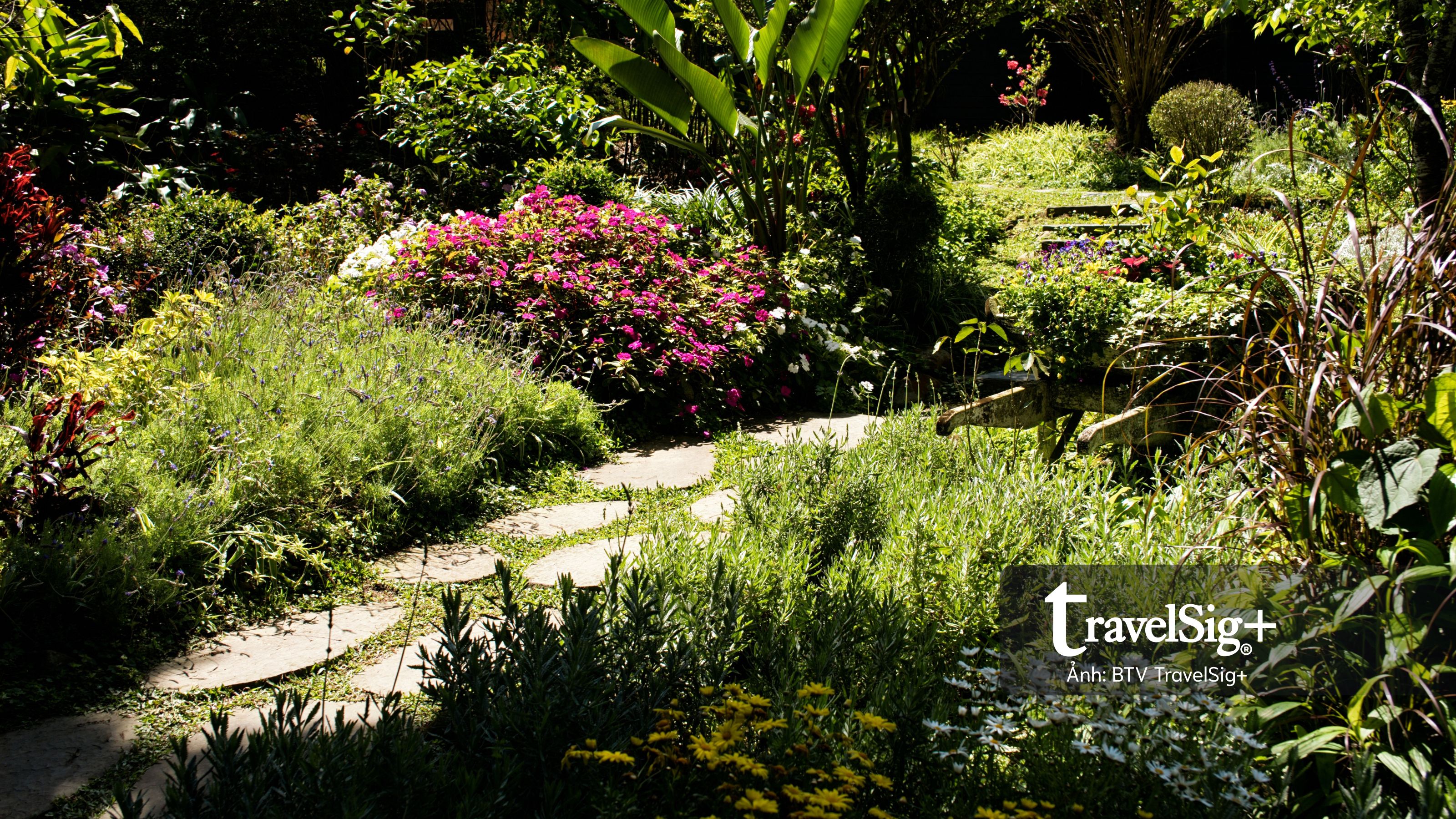 Lavender Forest: Khi giấc mơ hoa oải hương nở thành một miền sống chậm ở Đài Loan