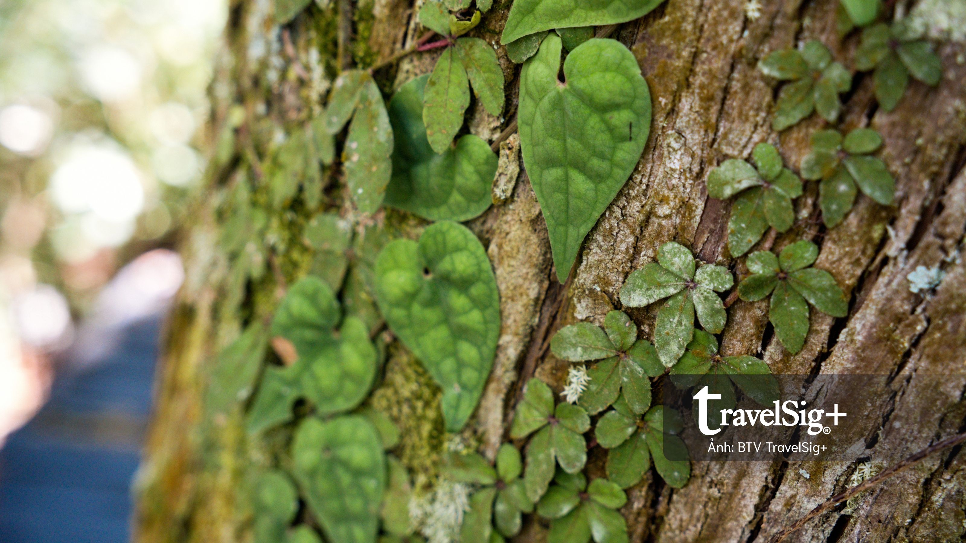 Lavender Forest: Khi giấc mơ hoa oải hương nở thành một miền sống chậm ở Đài Loan