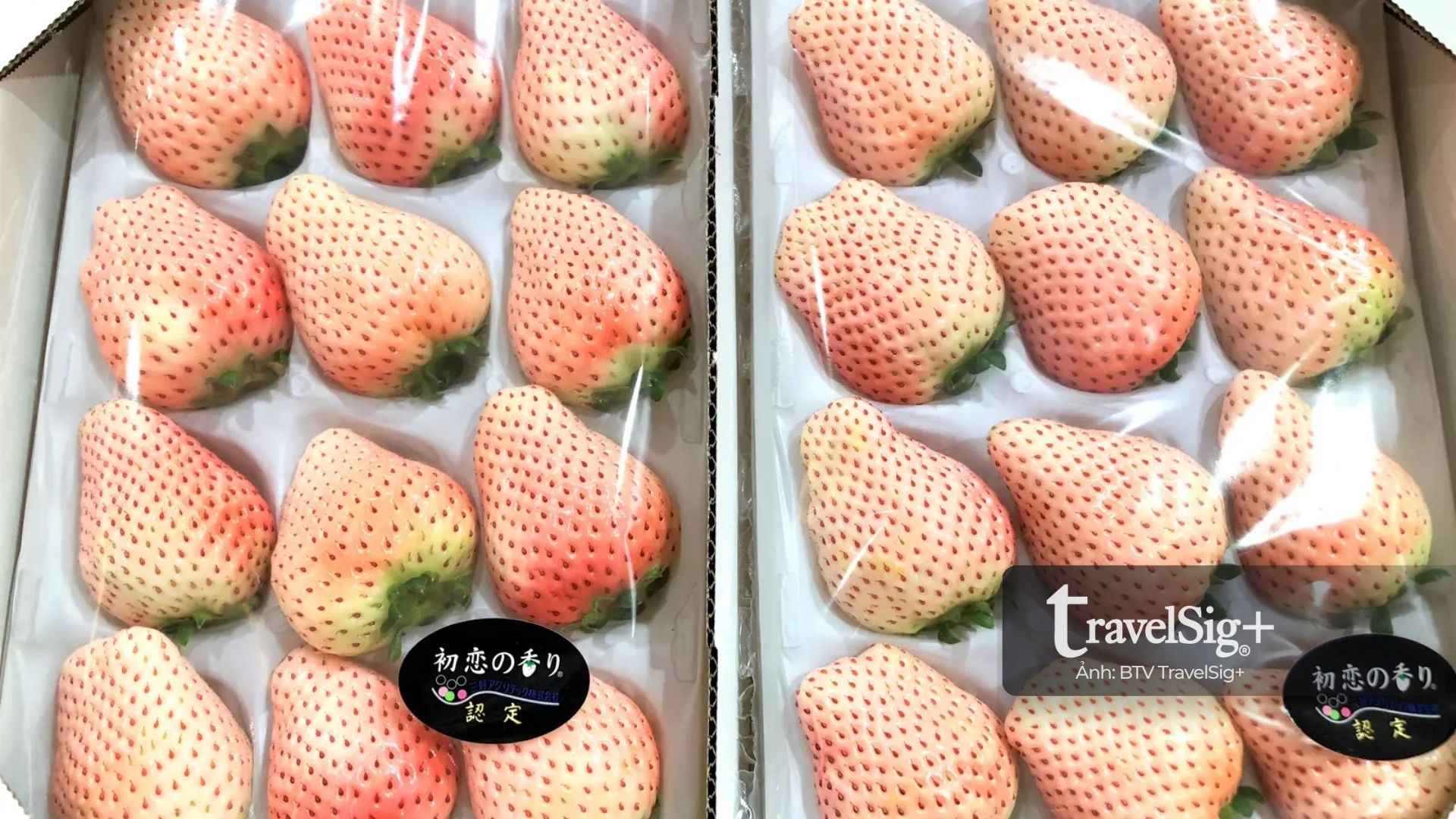 Hatsukoi no Kaori – Hương vị tình đầu từ Tochigi