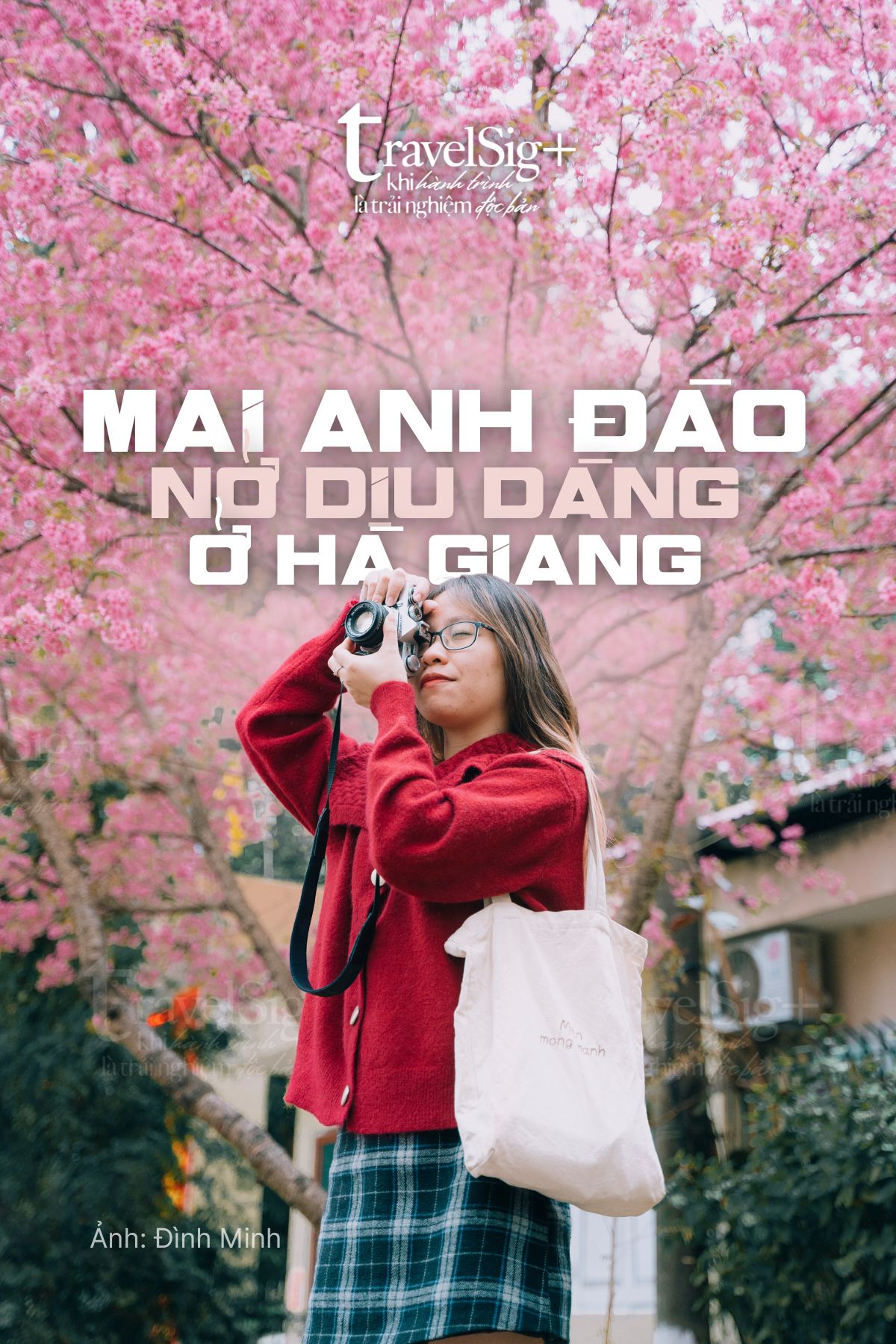 Mai anh đào bung nở giữa đất trời Hà Giang