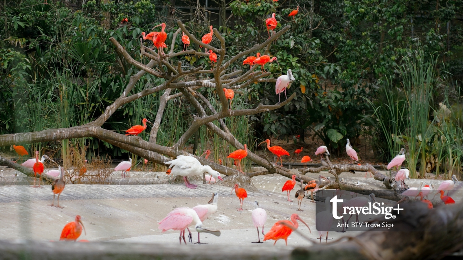 Mandai Wildlife Reserve - Top 3 điểm đến hấp dẫn nhất Singapore