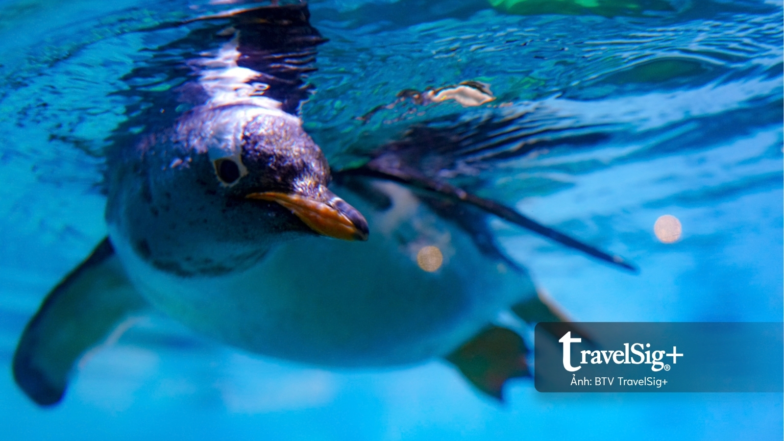 Mandai Wildlife Reserve - Top 3 điểm đến hấp dẫn nhất Singapore