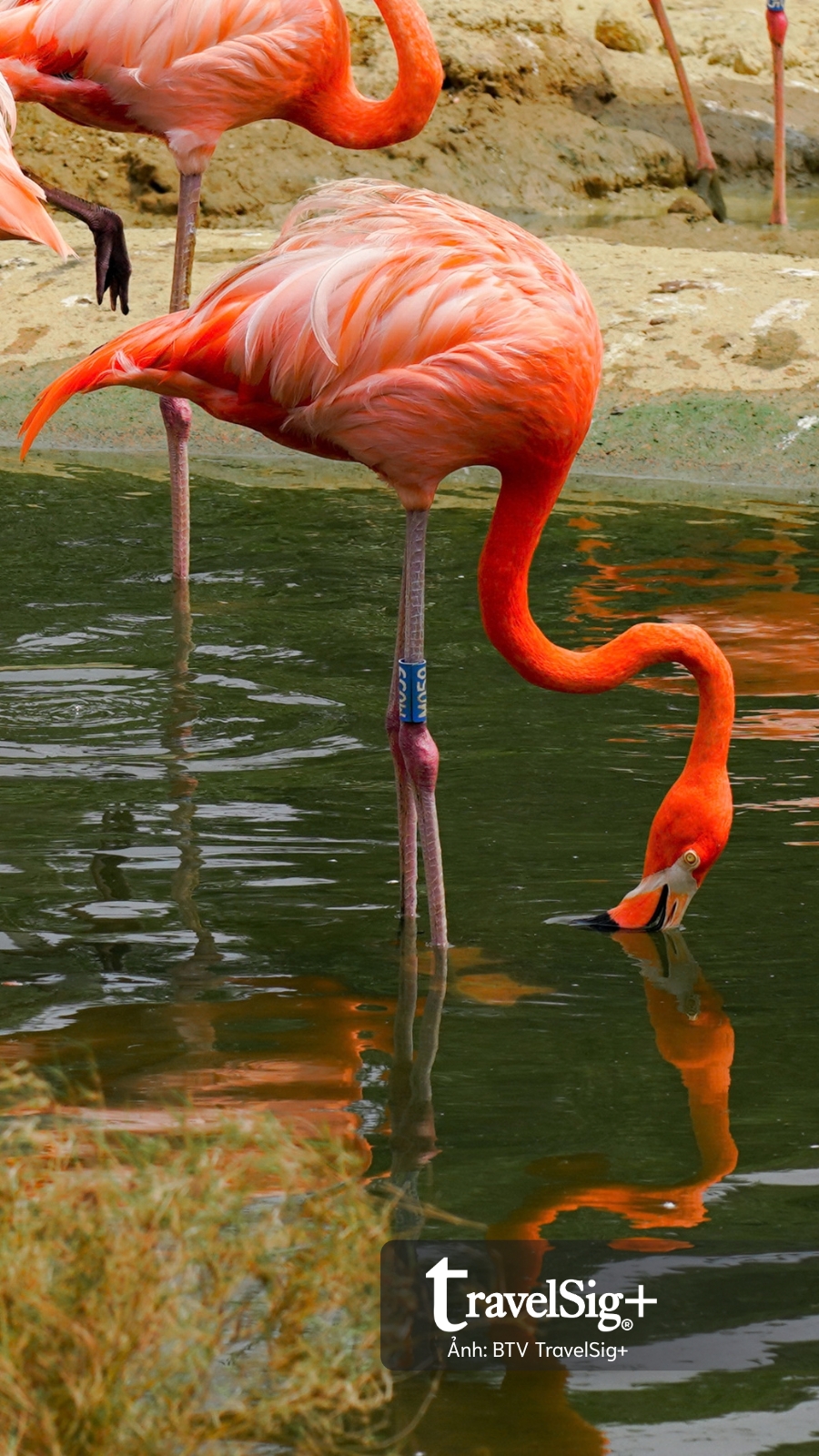 Mandai Wildlife Reserve - Top 3 điểm đến hấp dẫn nhất Singapore