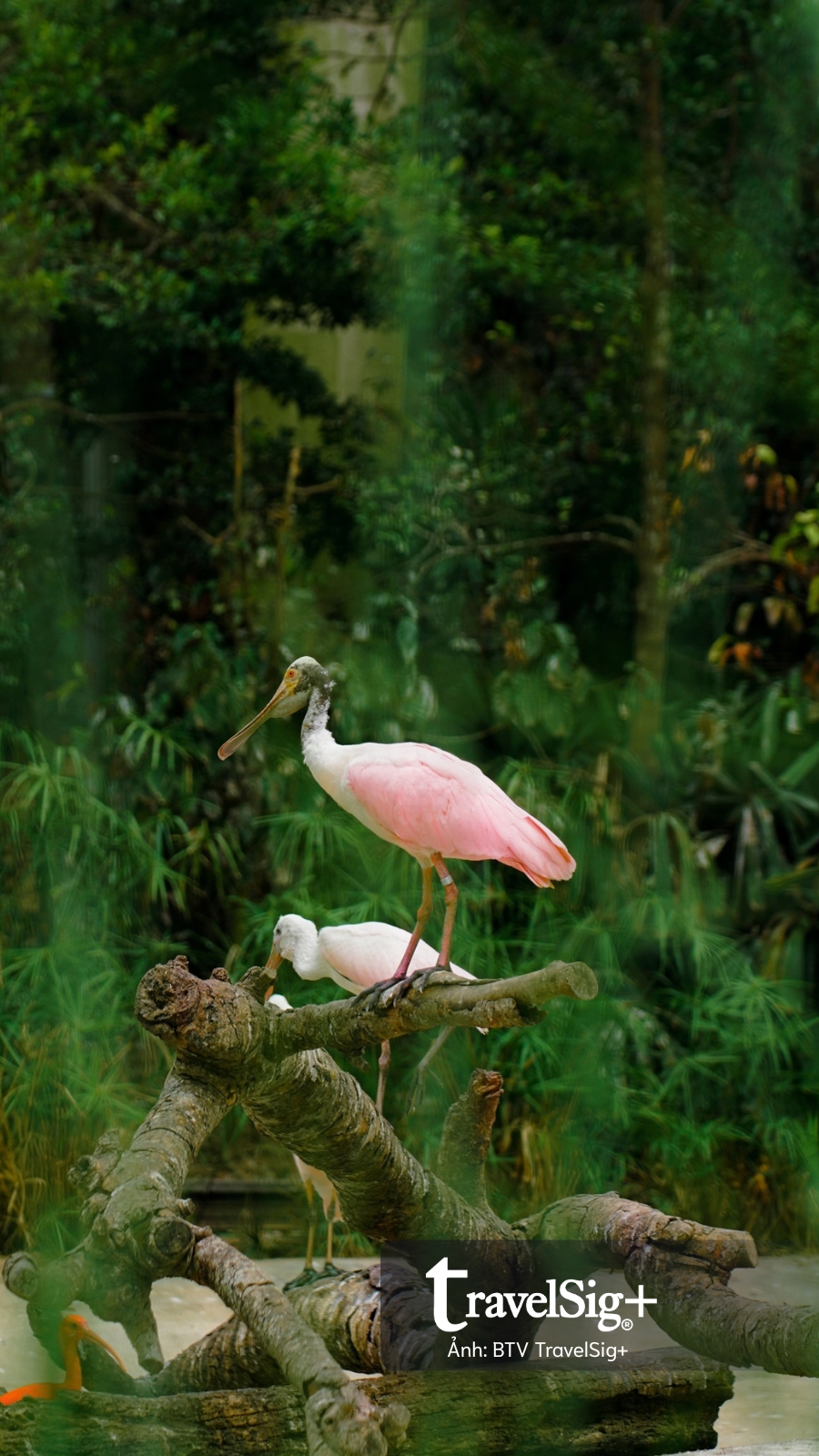 Mandai Wildlife Reserve - Top 3 điểm đến hấp dẫn nhất Singapore
