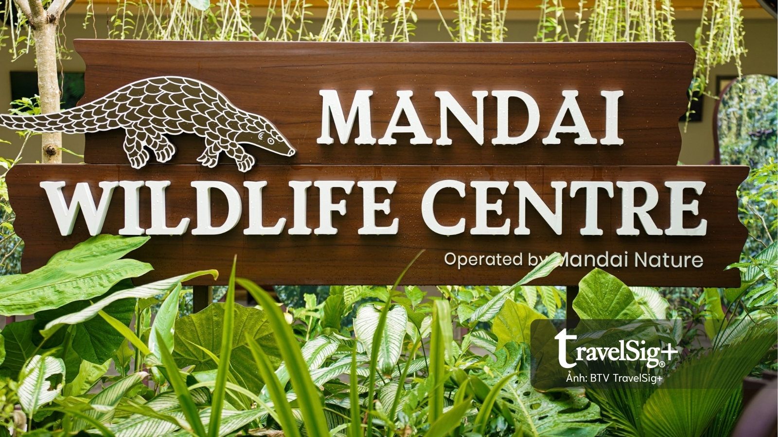 Mandai Wildlife Reserve - Top 3 điểm đến hấp dẫn nhất Singapore