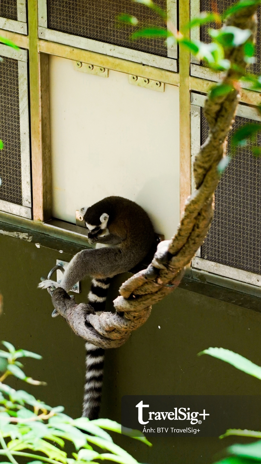 Mandai Wildlife Reserve - Top 3 điểm đến hấp dẫn nhất Singapore