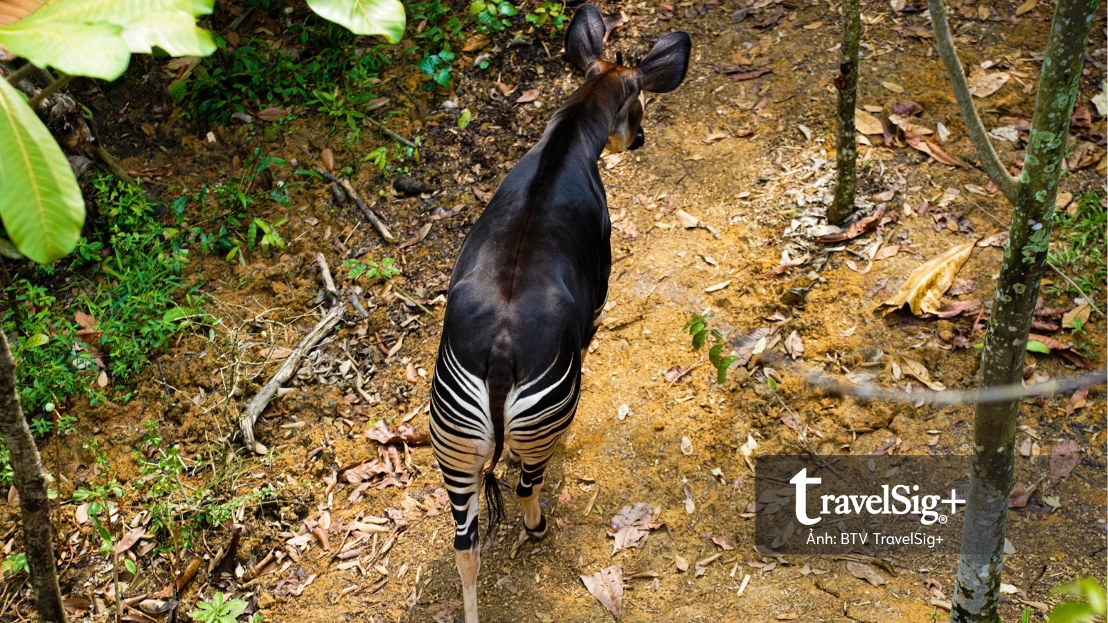 Mandai Wildlife Reserve - Top 3 điểm đến hấp dẫn nhất Singapore
