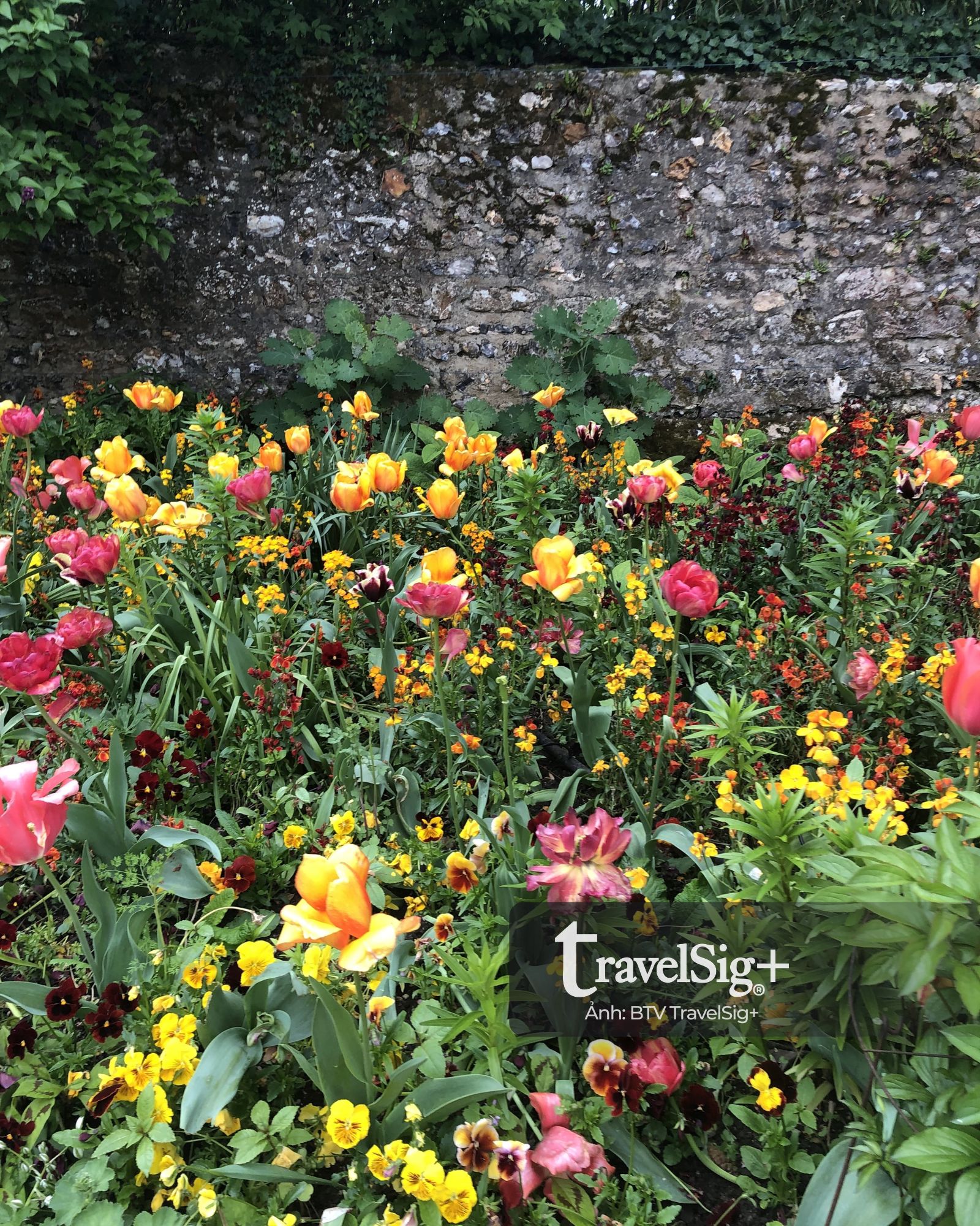 Monet’s Garden - Khu vườn ấn tượng của sắc hoa và nghệ thuật