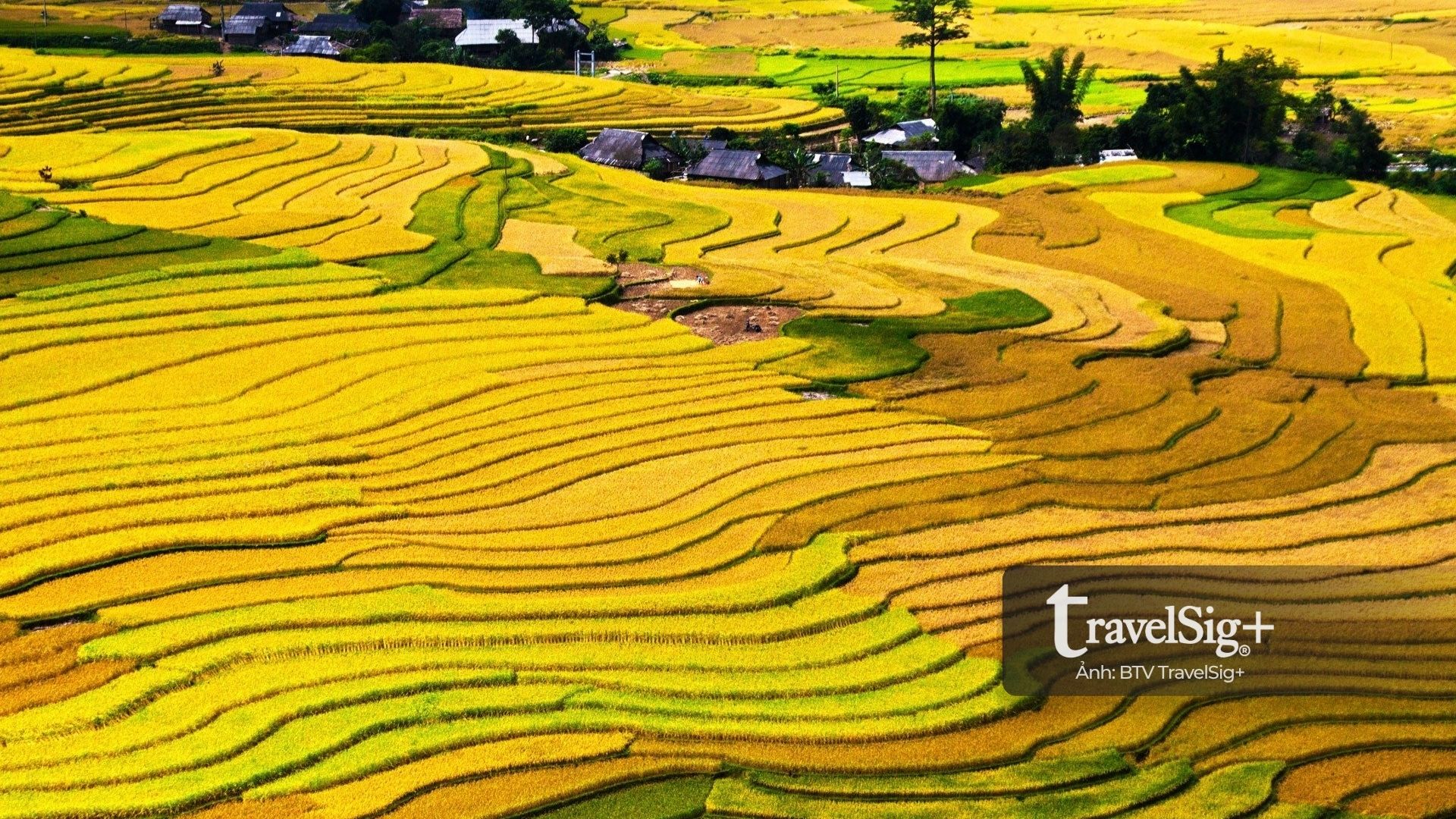 Mù Cang Chải mùa lúa chín - bản giao hưởng vàng giữa trời Tây Bắc