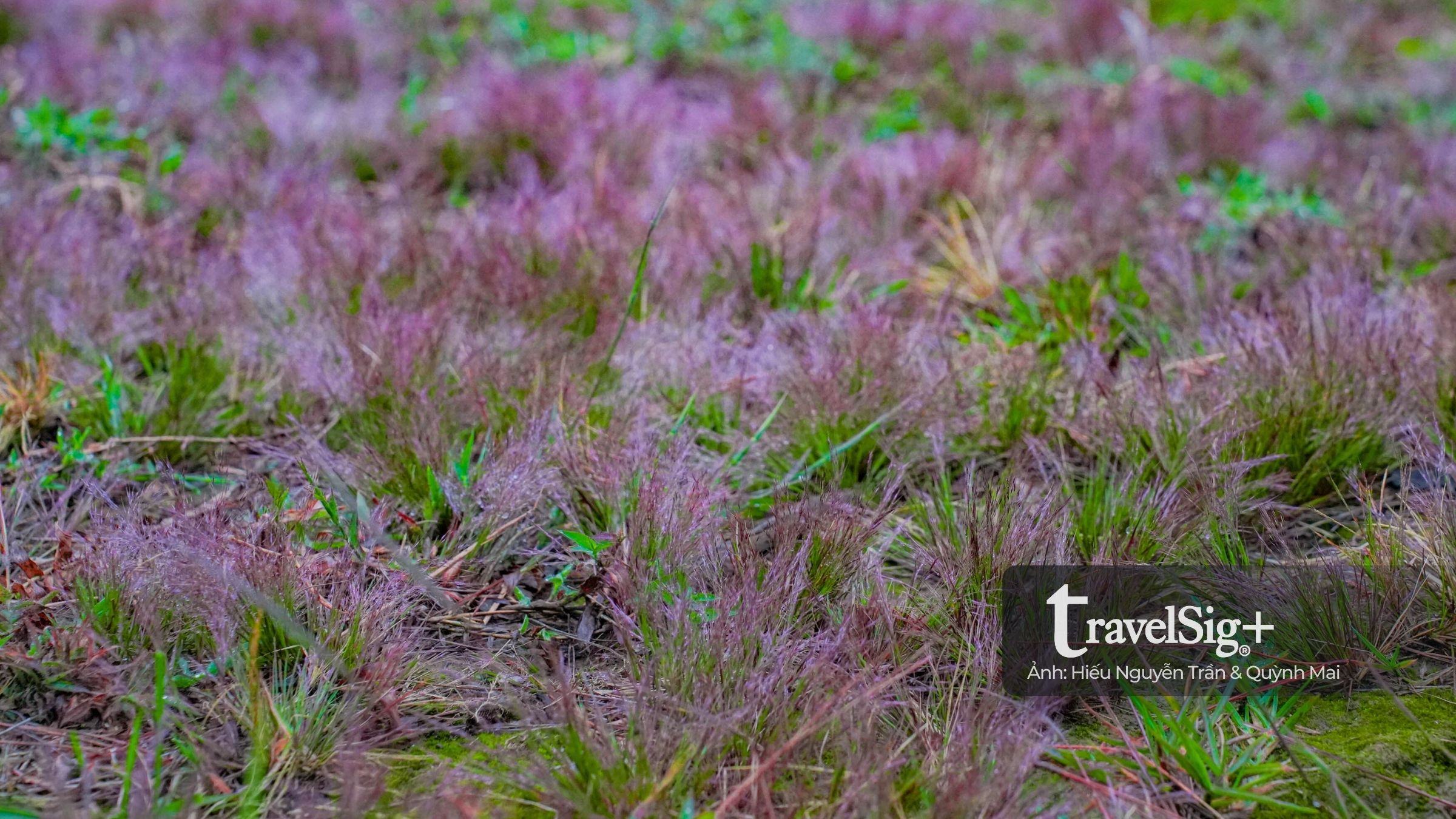 Mùa cỏ hồng bừng sáng trong sương mưa cuối thu Đà Lạt