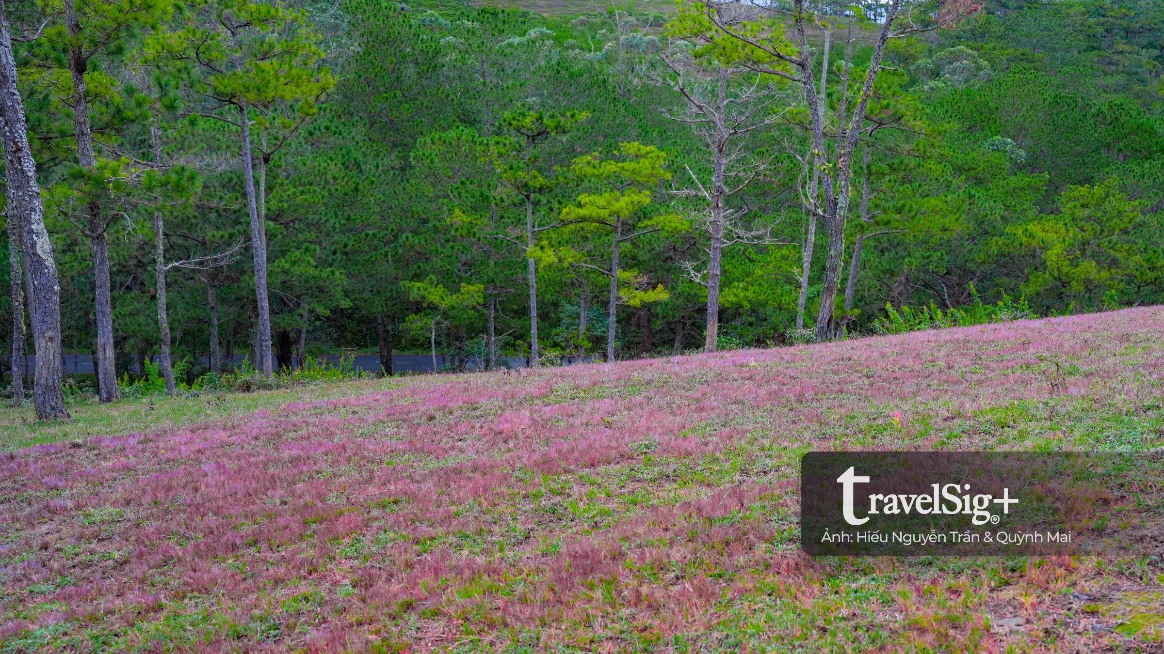 Mùa cỏ hồng bừng sáng trong sương mưa cuối thu Đà Lạt