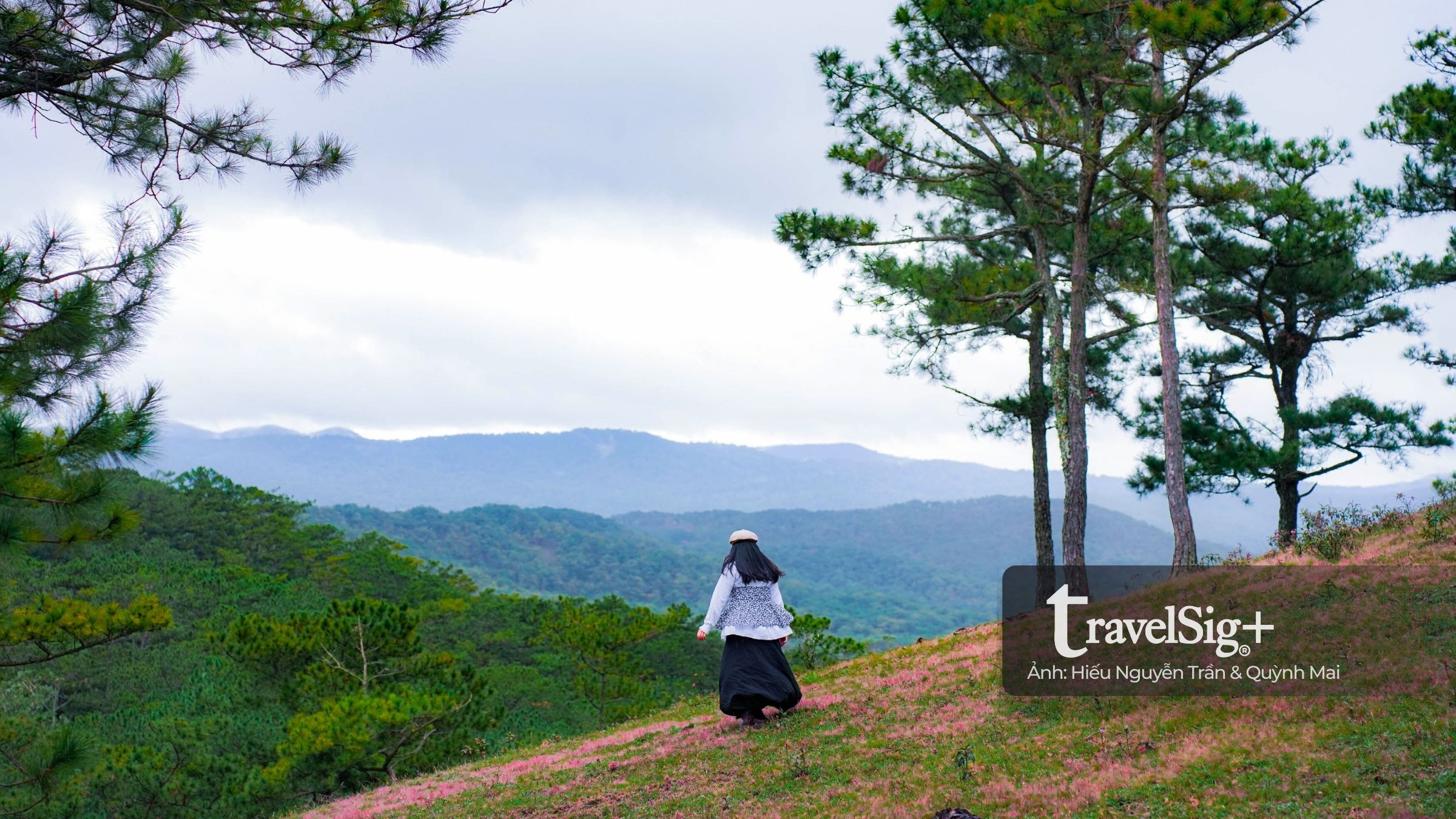 Mùa cỏ hồng bừng sáng trong sương mưa cuối thu Đà Lạt