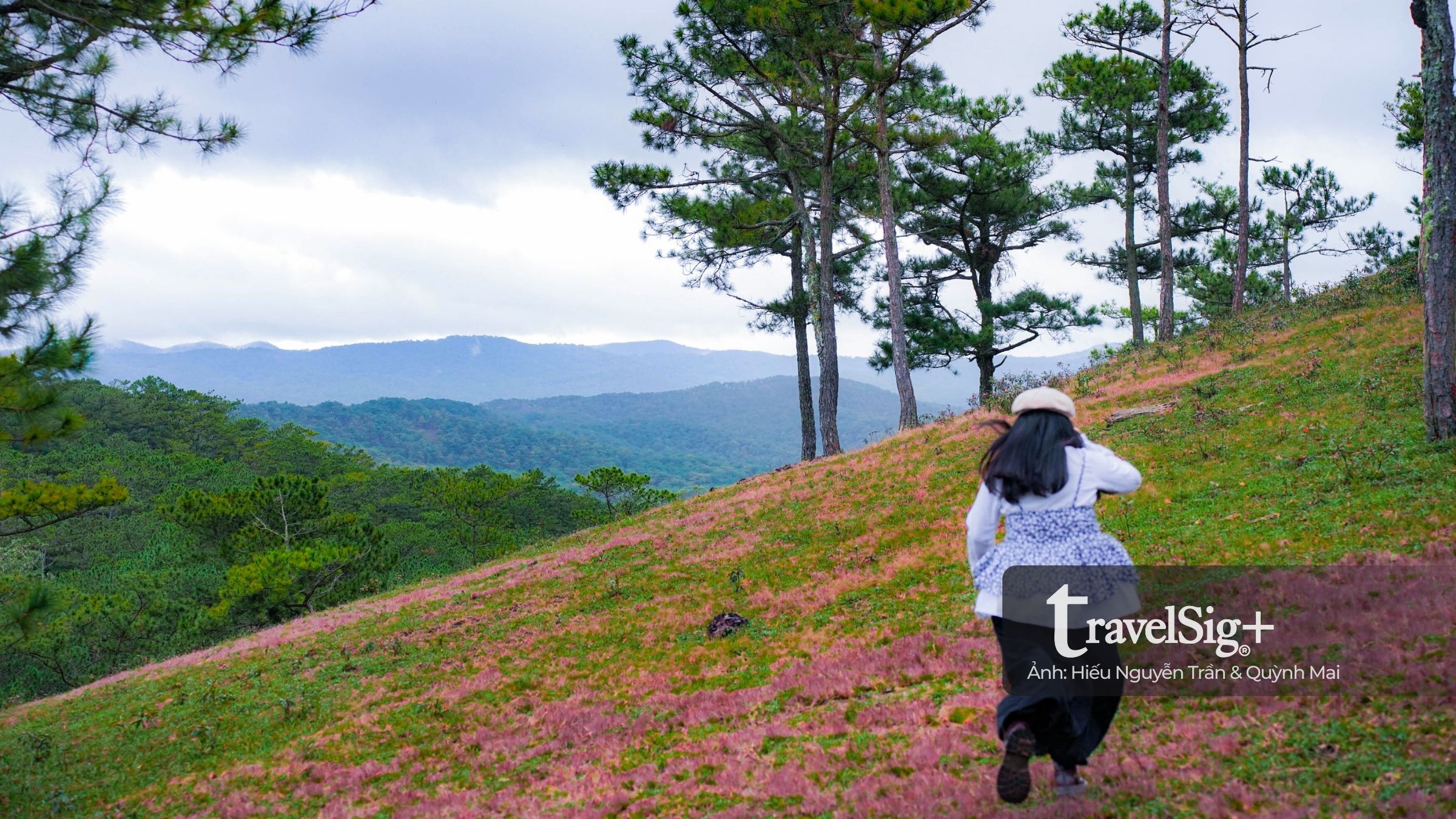 Mùa cỏ hồng bừng sáng trong sương mưa cuối thu Đà Lạt