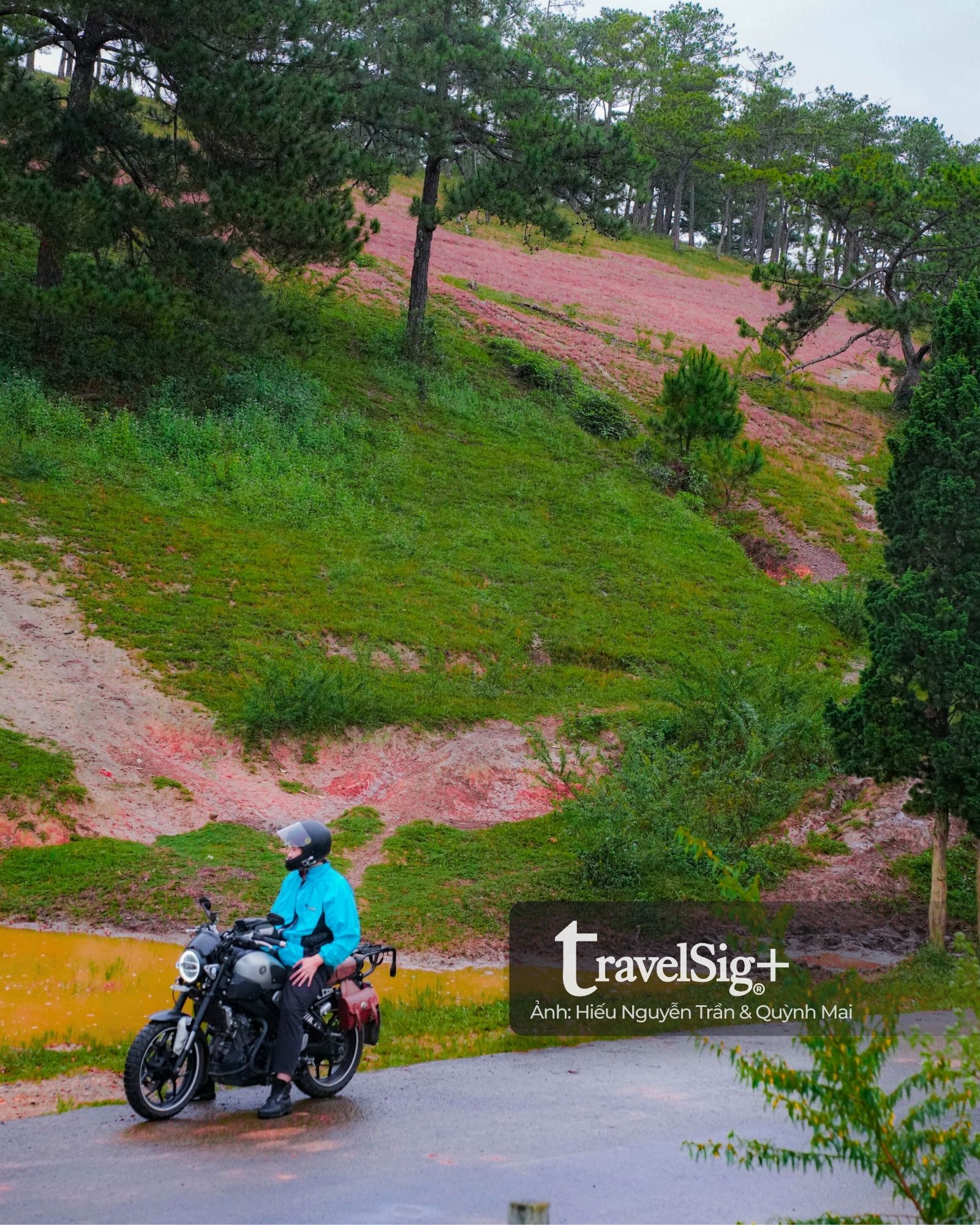 Mùa cỏ hồng bừng sáng trong sương mưa cuối thu Đà Lạt