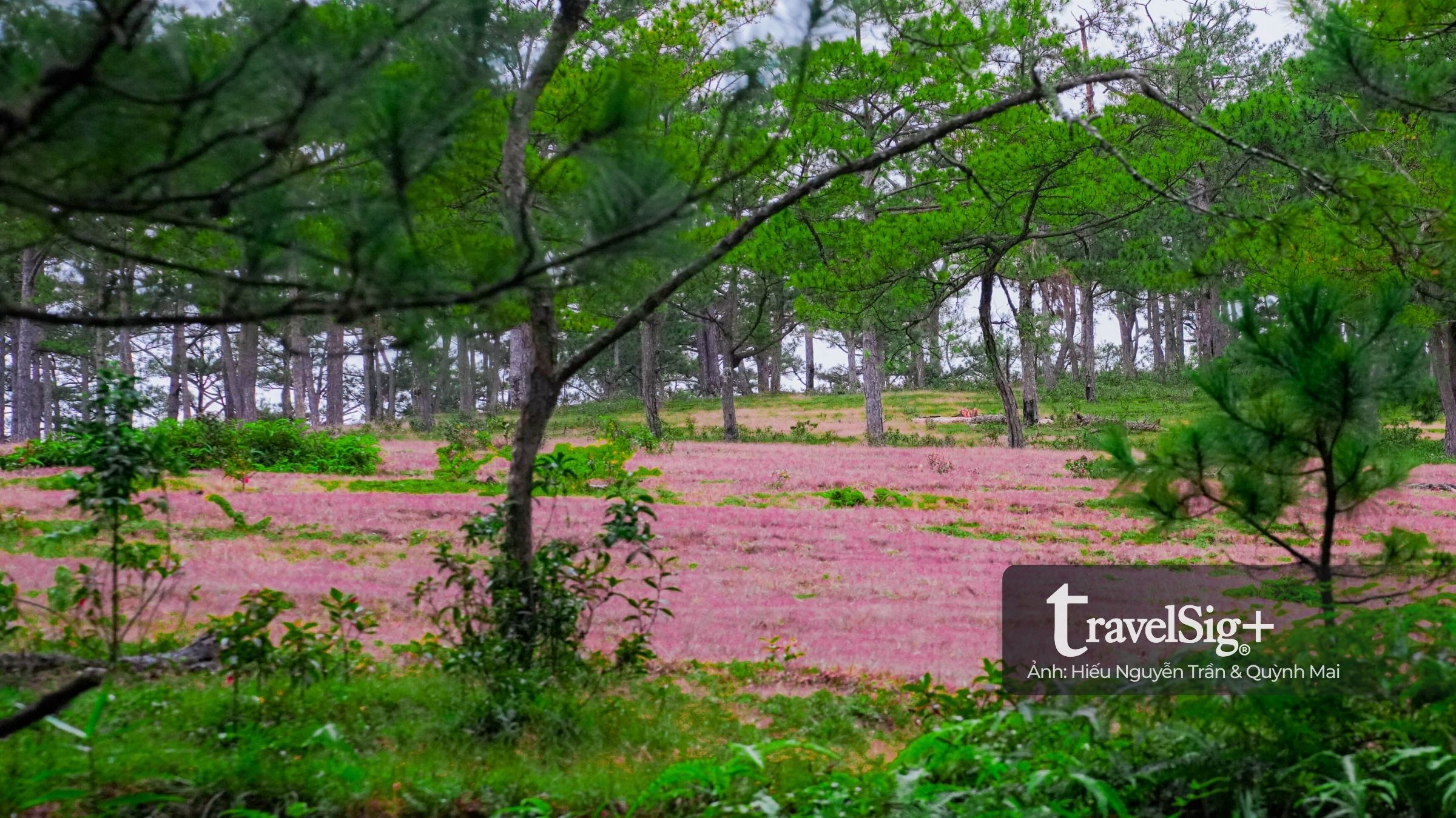 Mùa cỏ hồng bừng sáng trong sương mưa cuối thu Đà Lạt