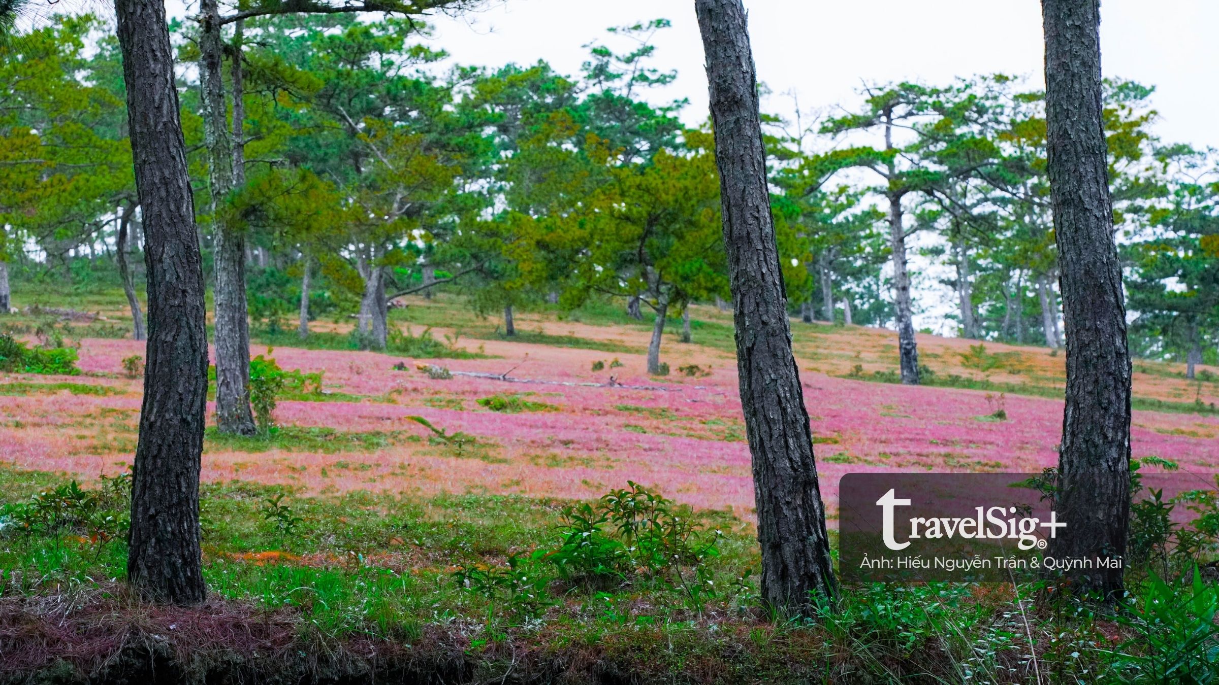 Mùa cỏ hồng bừng sáng trong sương mưa cuối thu Đà Lạt