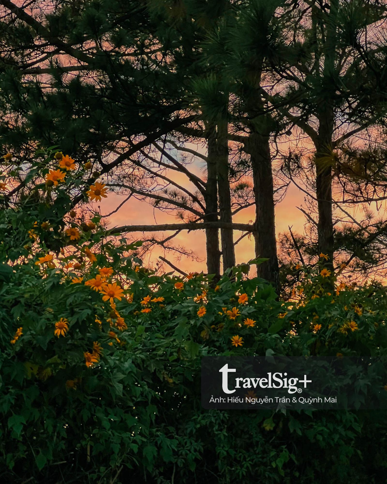 Mùa hoa dã quỳ vàng rực trên đất đỏ Lâm Đồng