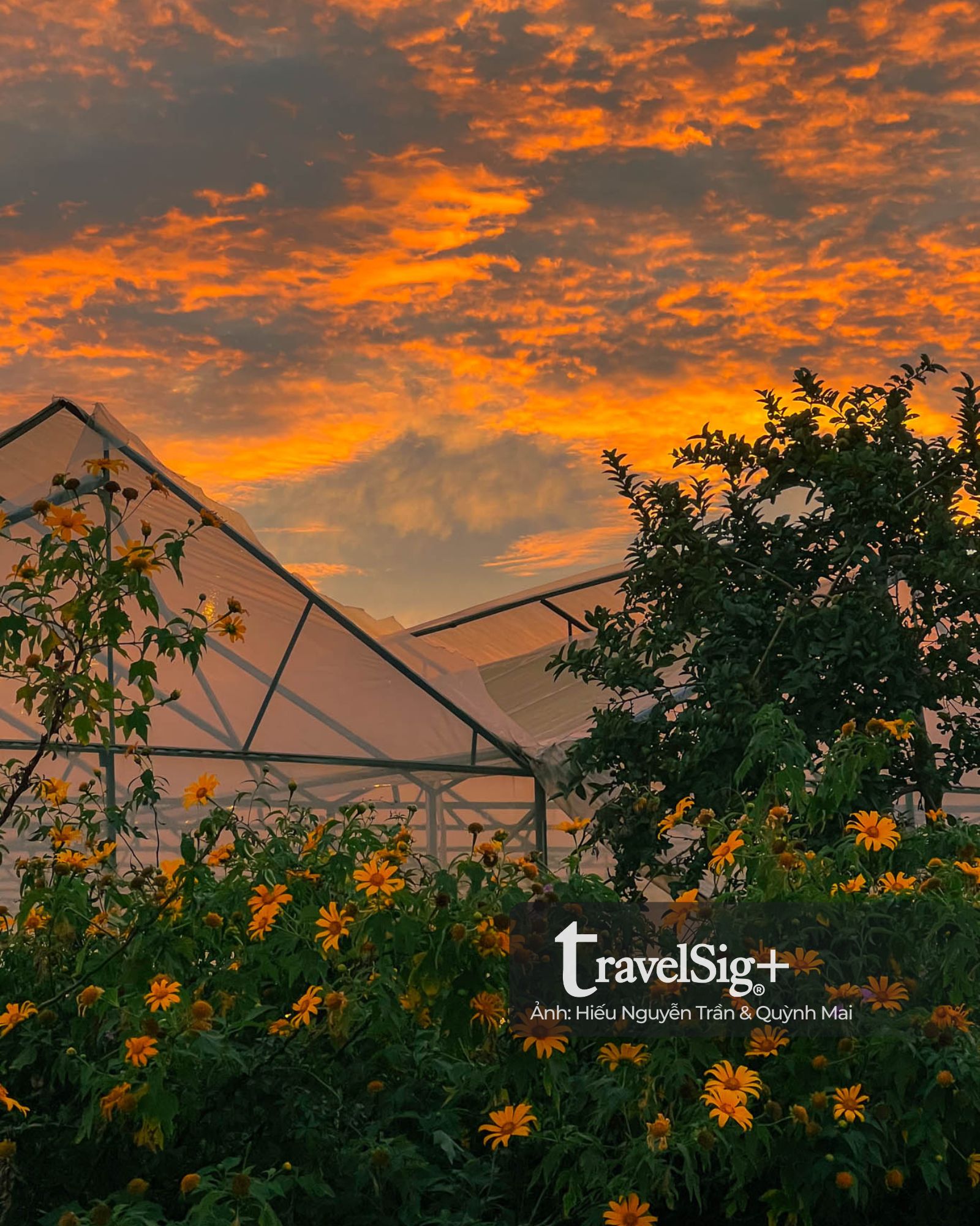 Mùa hoa dã quỳ vàng rực trên đất đỏ Lâm Đồng