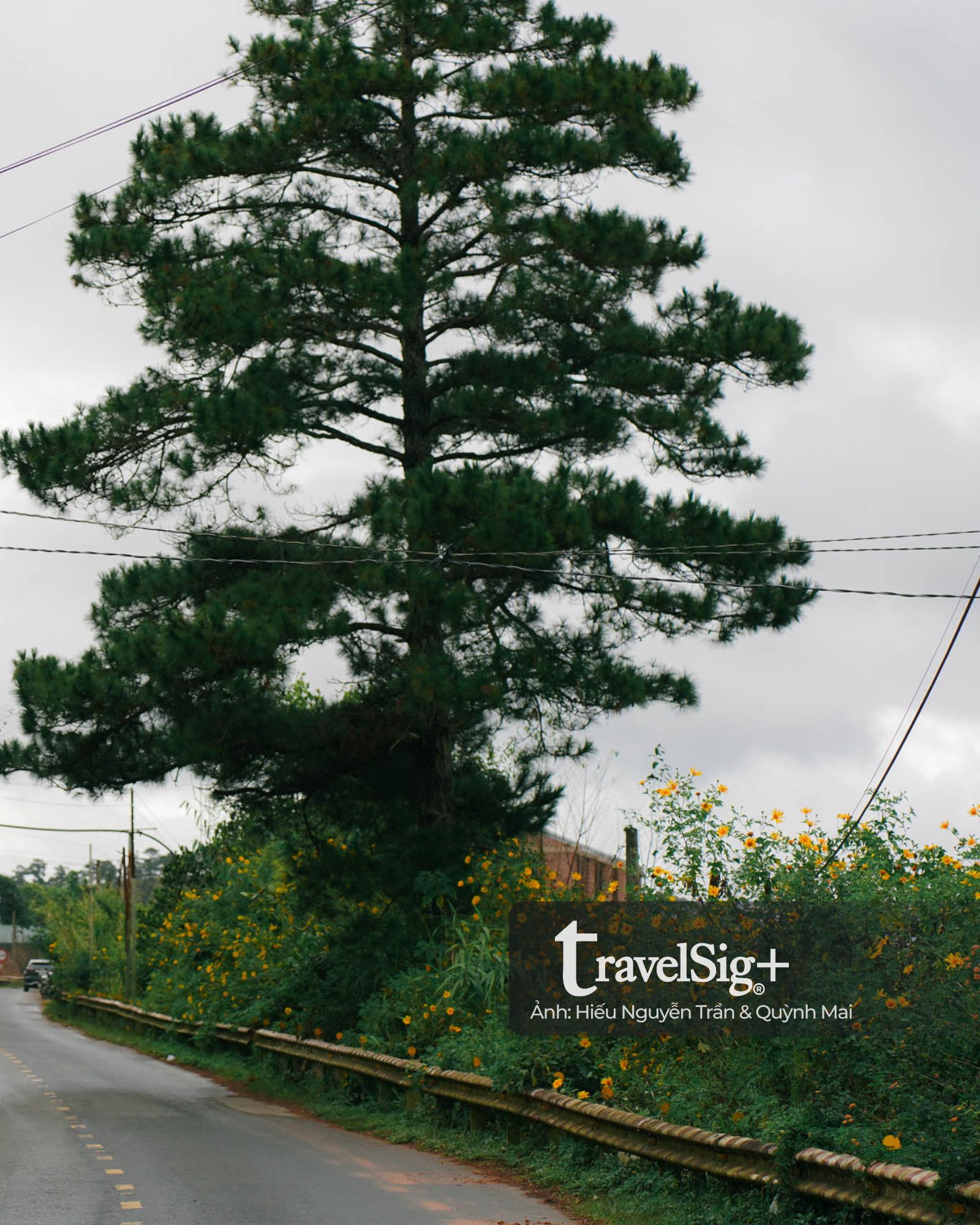 Mùa hoa dã quỳ vàng rực trên đất đỏ Lâm Đồng