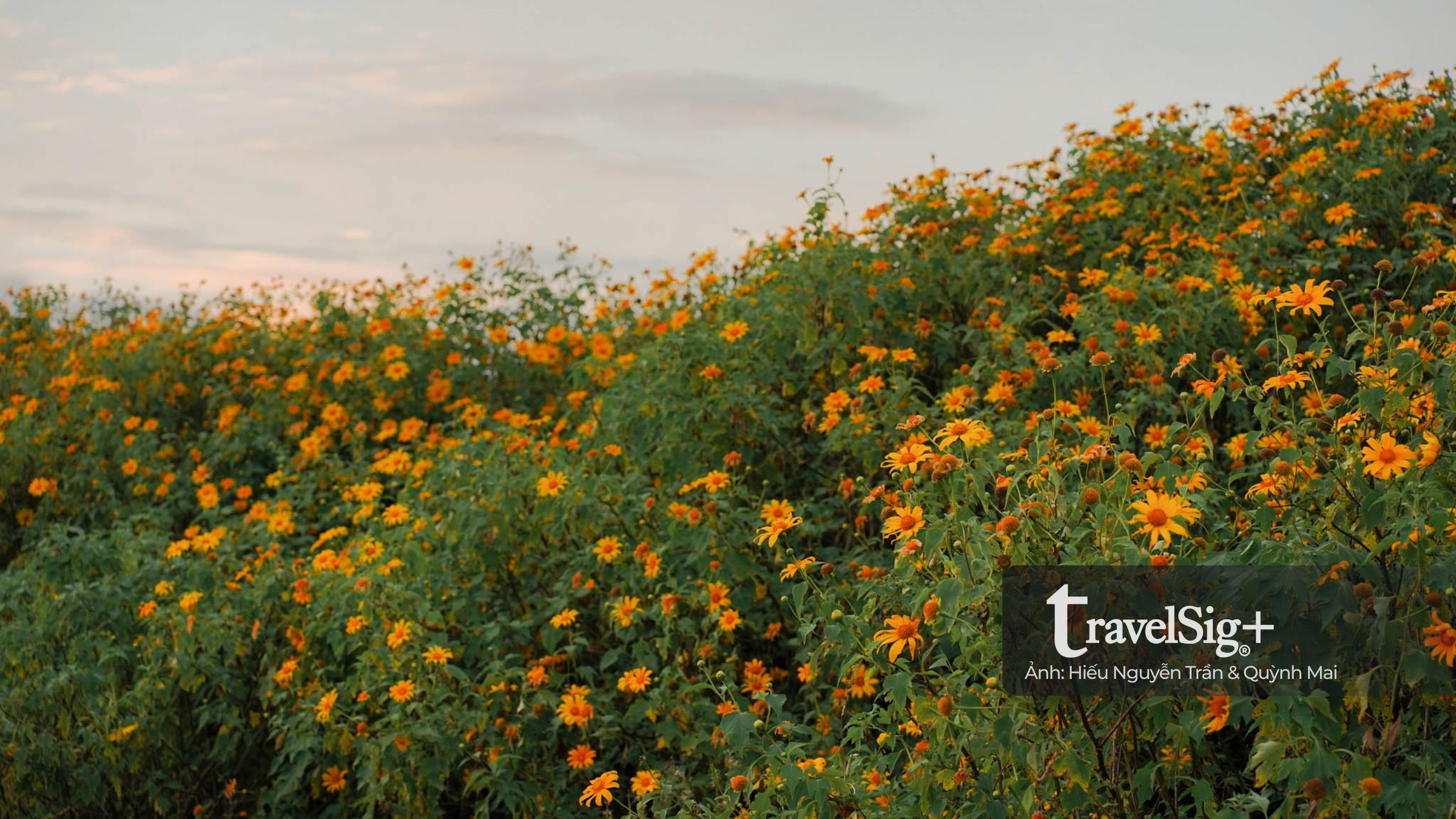 Mùa hoa dã quỳ vàng rực trên đất đỏ Lâm Đồng