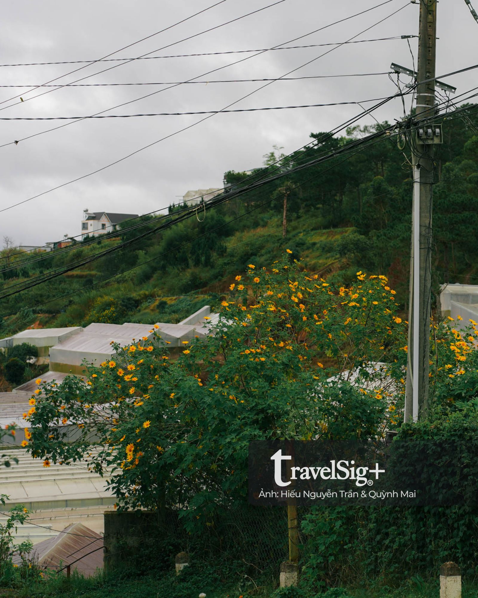 Mùa hoa dã quỳ vàng rực trên đất đỏ Lâm Đồng