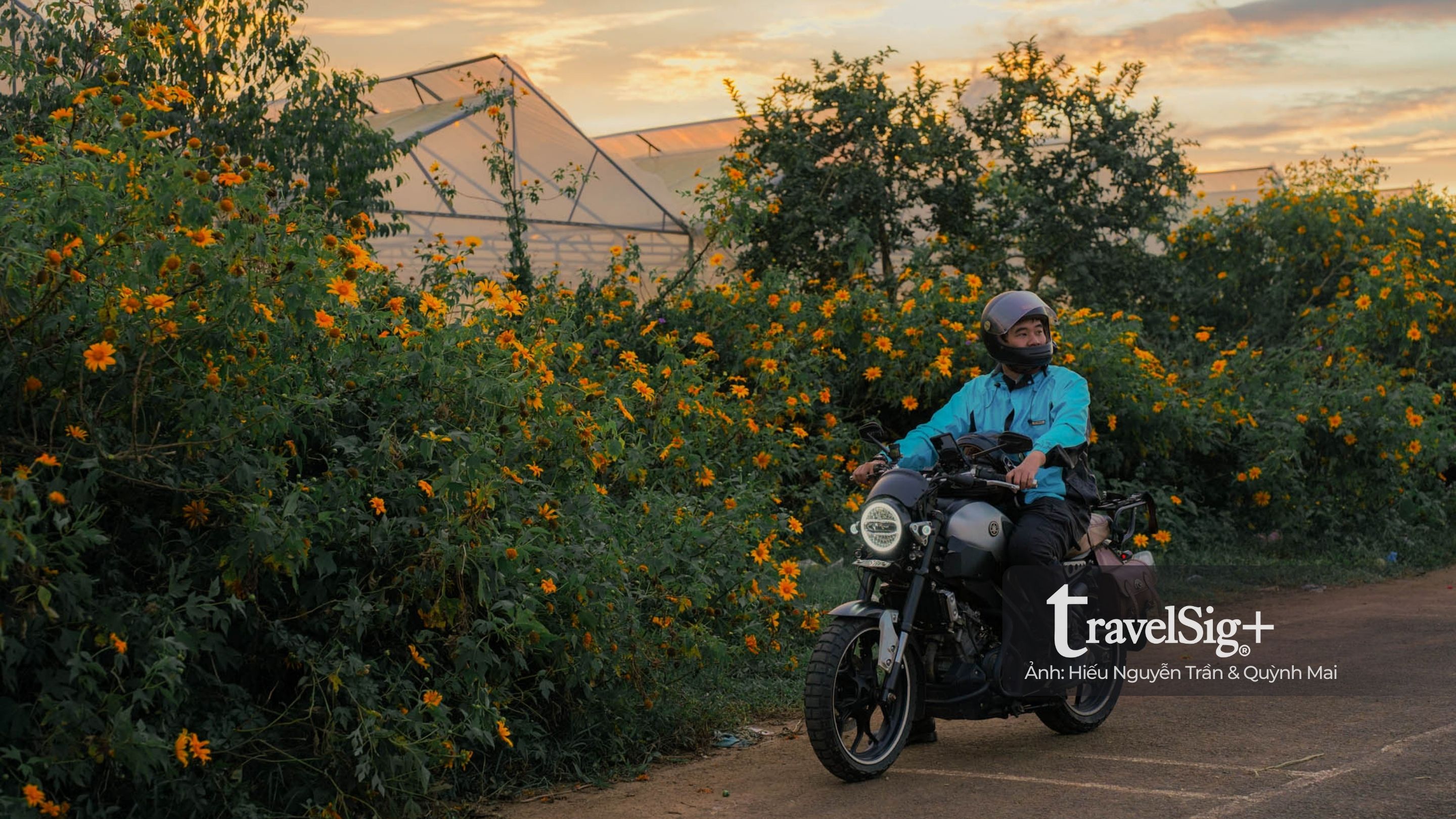 Mùa hoa dã quỳ vàng rực trên đất đỏ Lâm Đồng