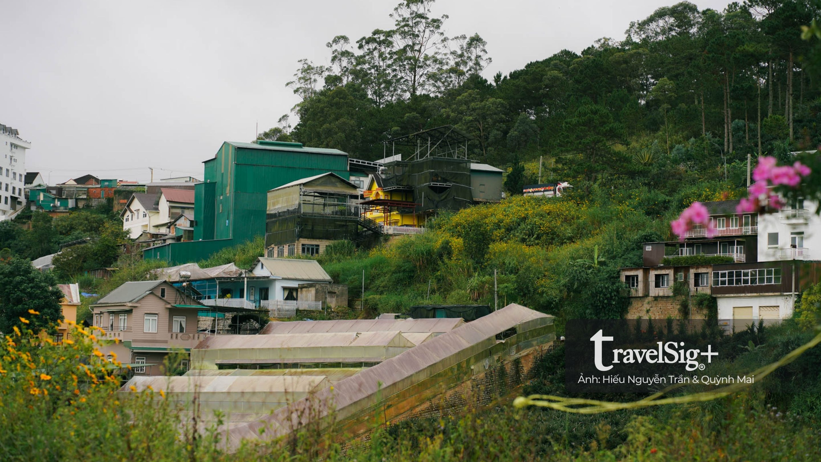 Mùa hoa dã quỳ vàng rực trên đất đỏ Lâm Đồng