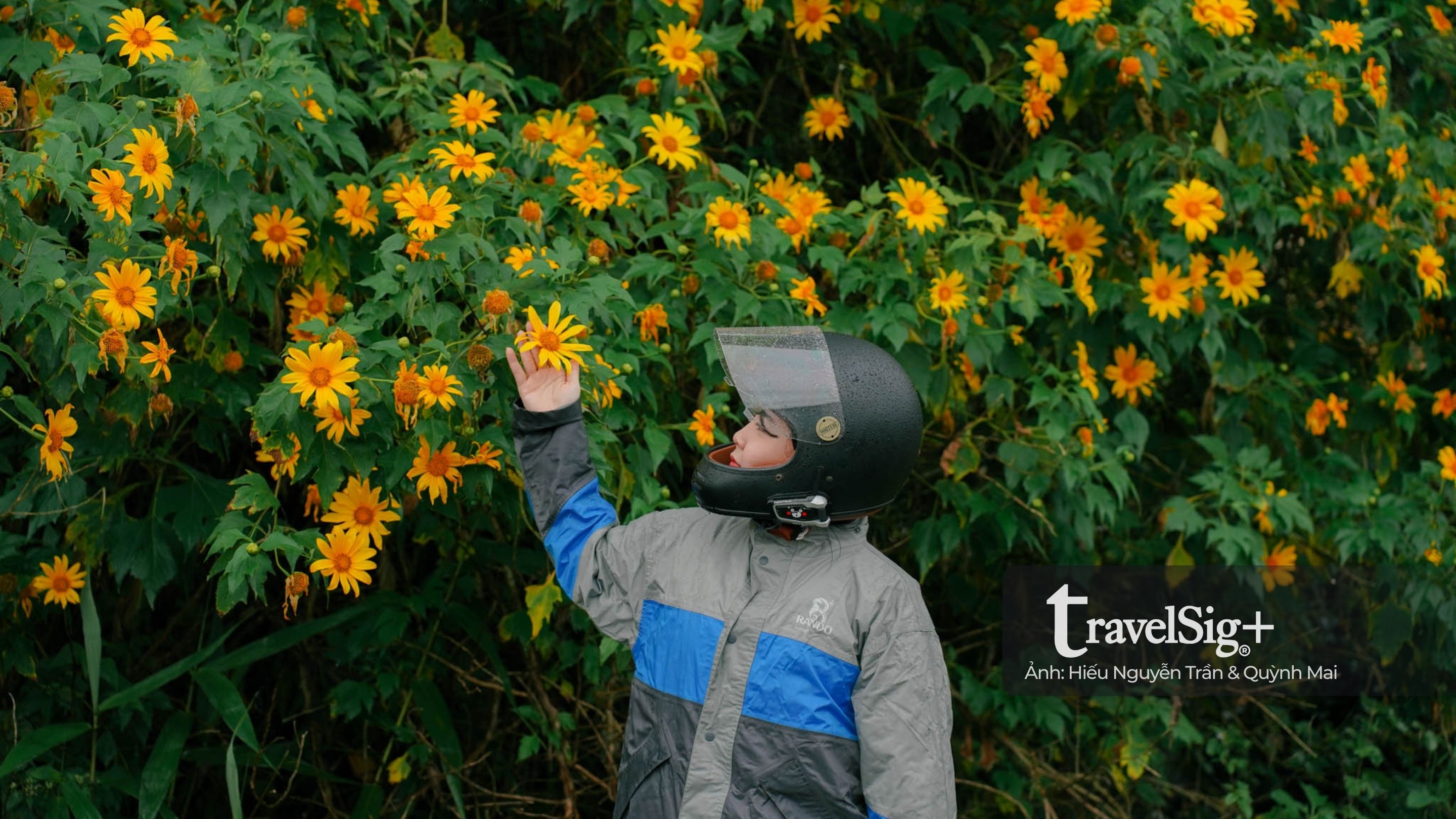 Mùa hoa dã quỳ vàng rực trên đất đỏ Lâm Đồng