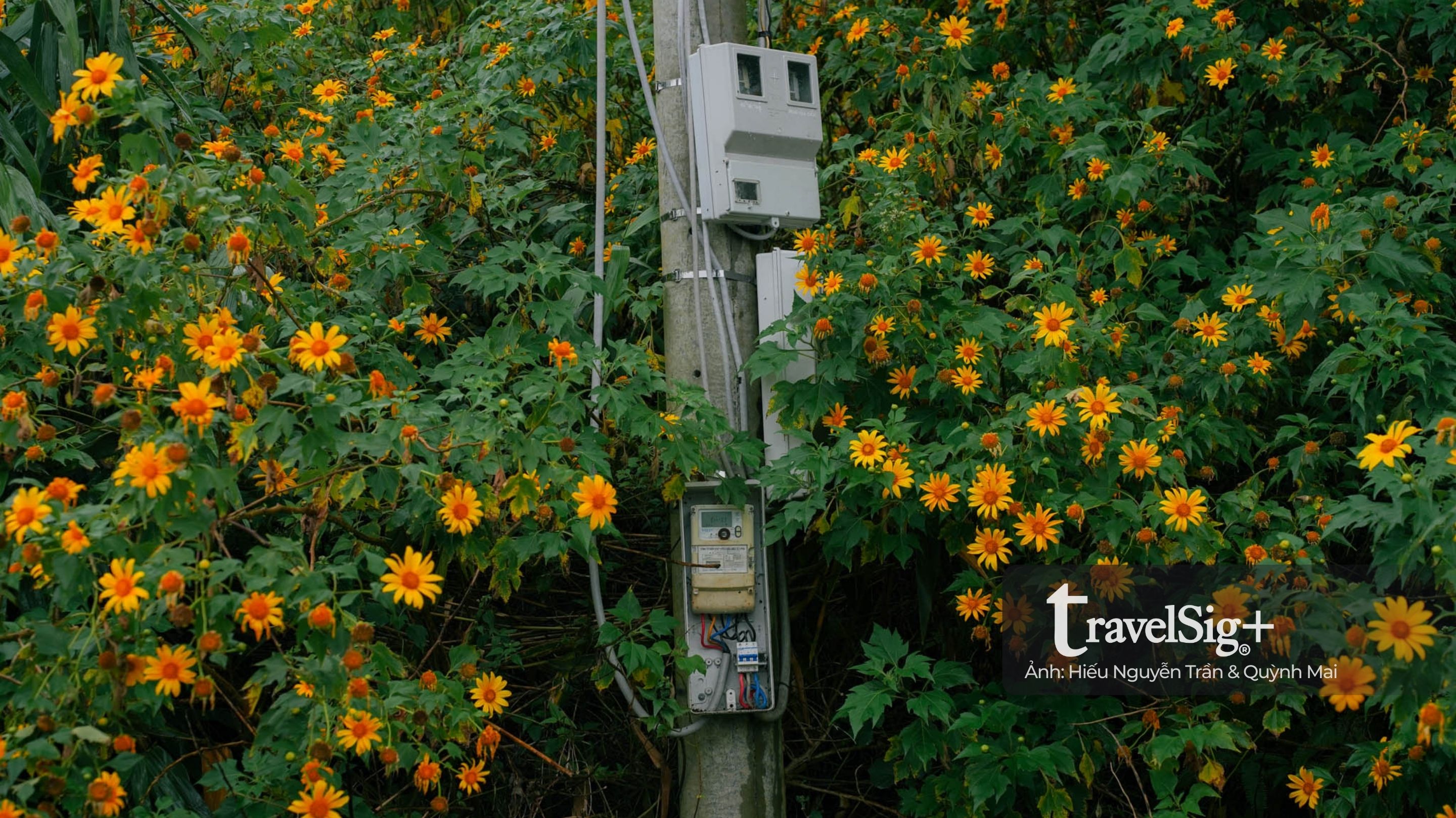Mùa hoa dã quỳ vàng rực trên đất đỏ Lâm Đồng