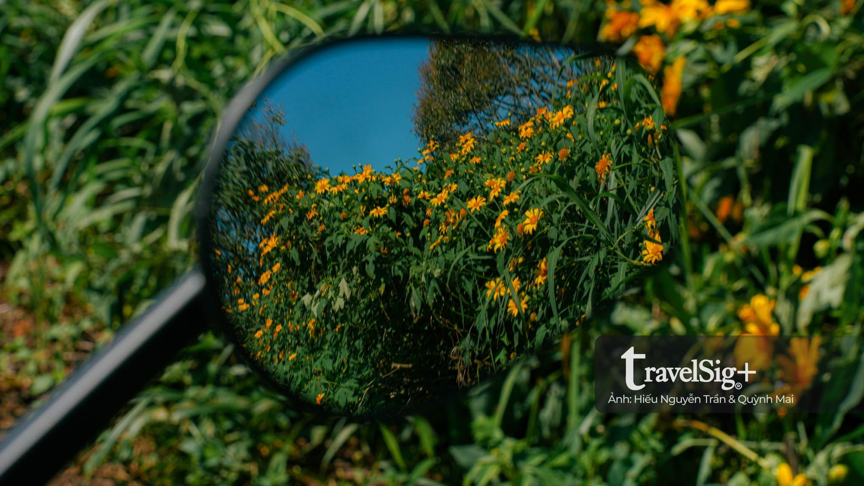 Mùa hoa dã quỳ vàng rực trên đất đỏ Lâm Đồng