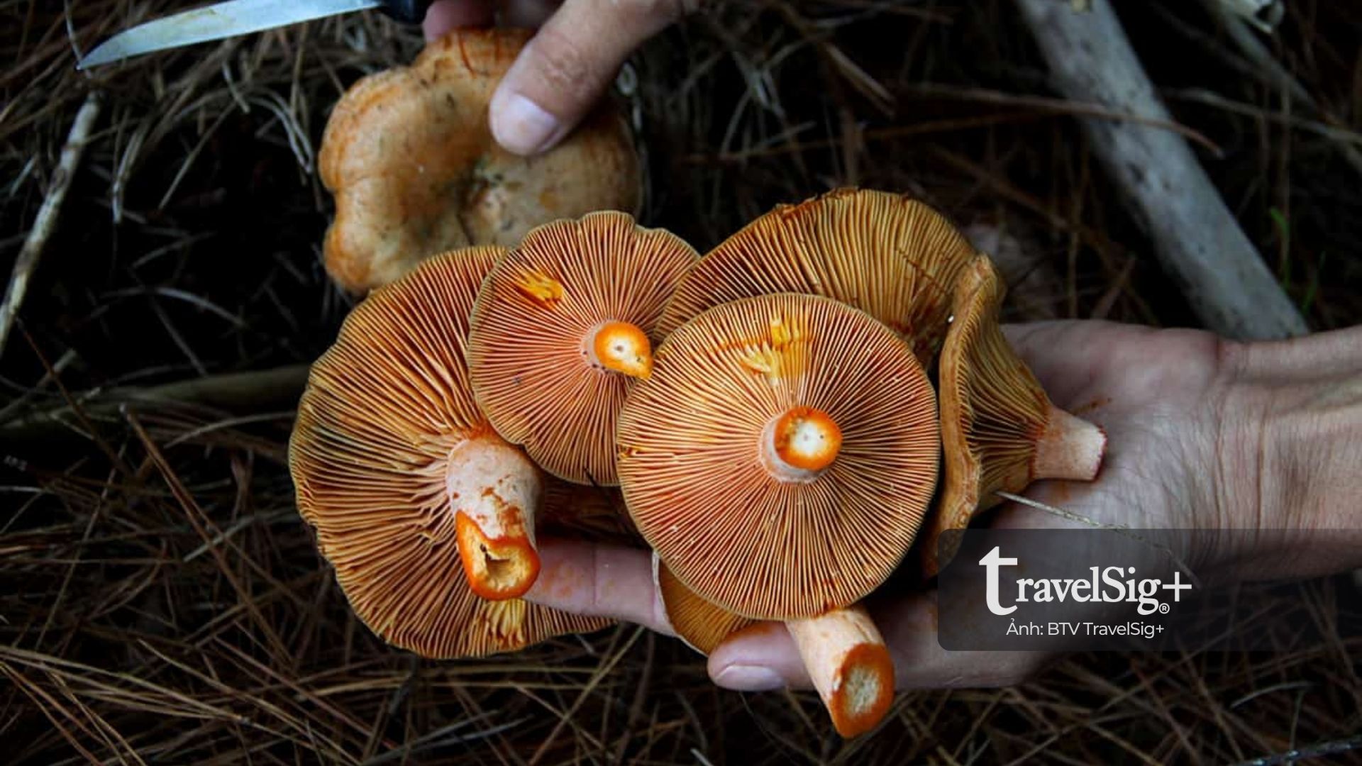 Mùa thu hoạch nấm - Một nét châu Âu tinh tế giữa mùa lá rơi