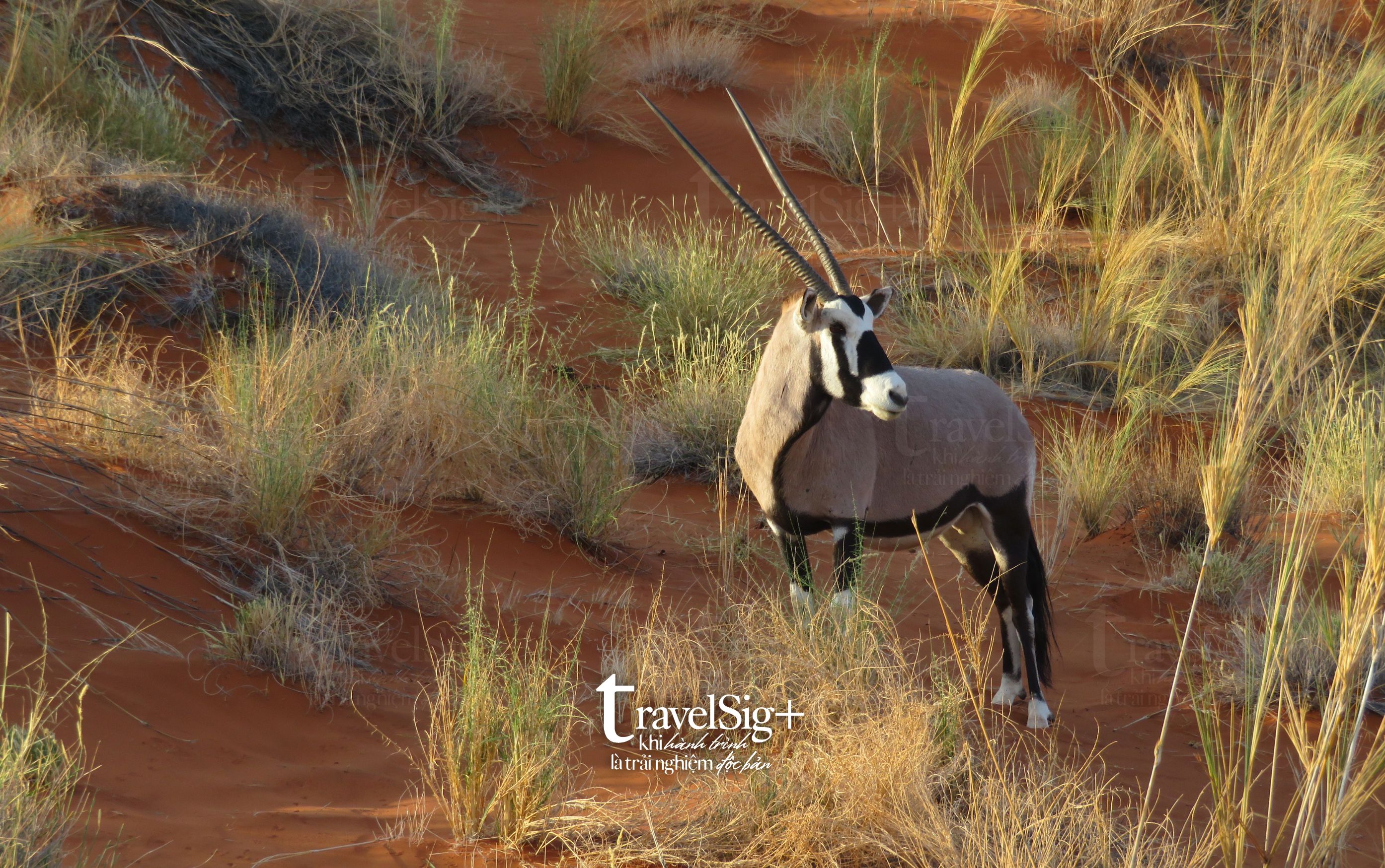 Namibia, vương quốc hoang dã của châu Phi