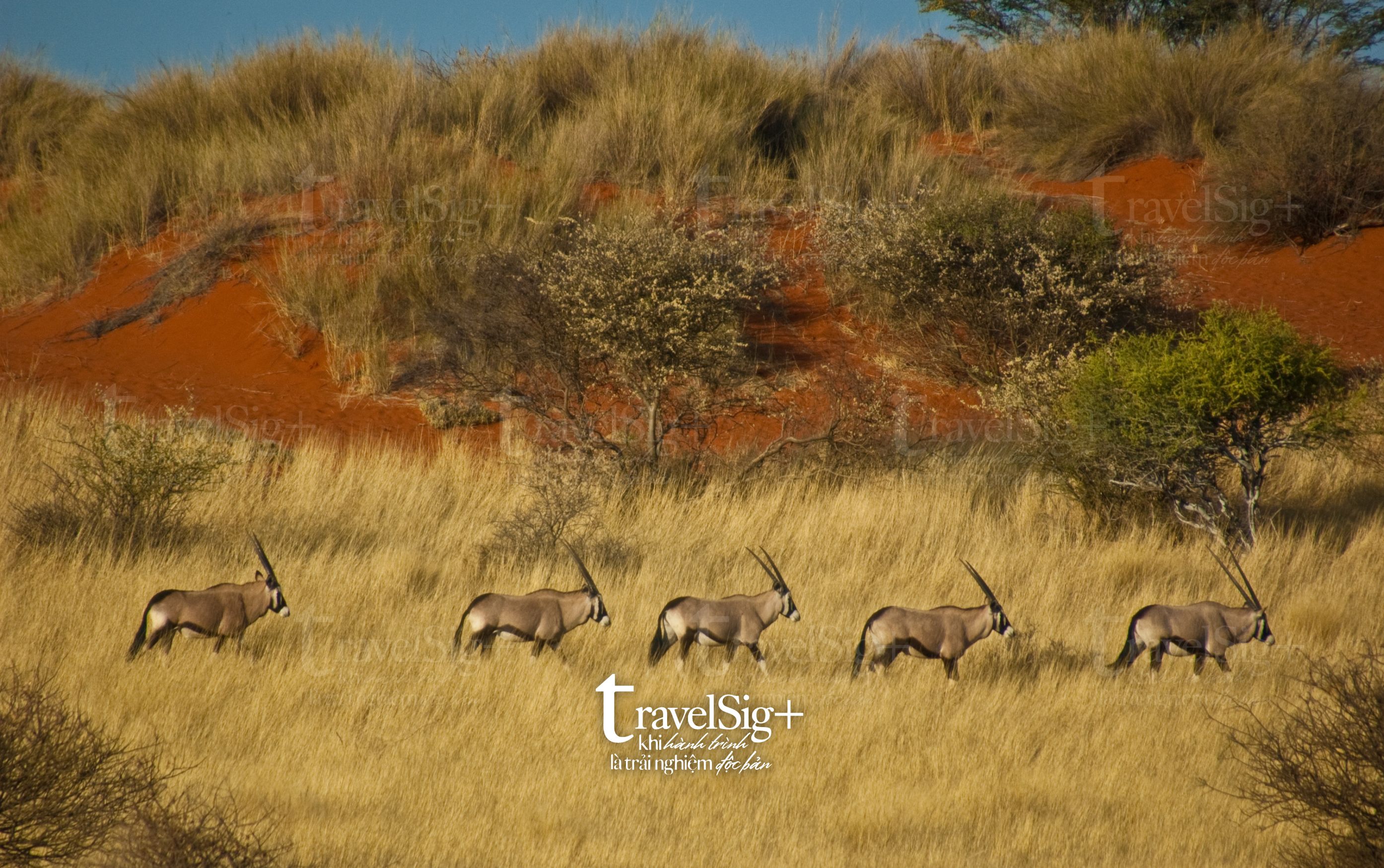 Namibia, vương quốc hoang dã của châu Phi