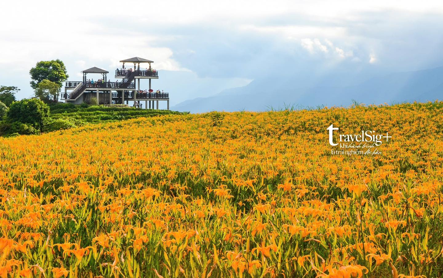 Ngọn núi Lục Thập, thiên đường hoa kim châm rực rỡ mùa thu tại Hoa Liên, Đài Loan