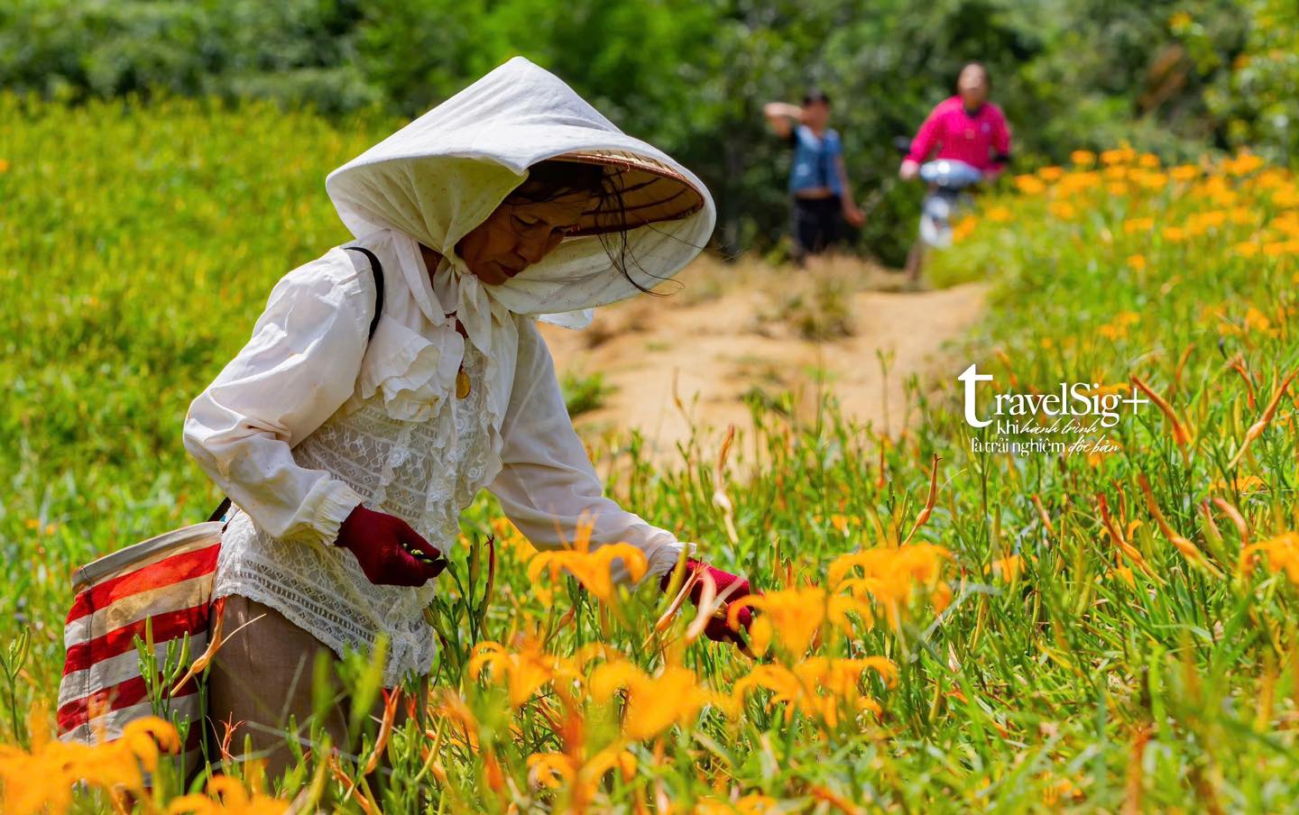 Ngọn núi Lục Thập, thiên đường hoa kim châm rực rỡ mùa thu tại Hoa Liên, Đài Loan