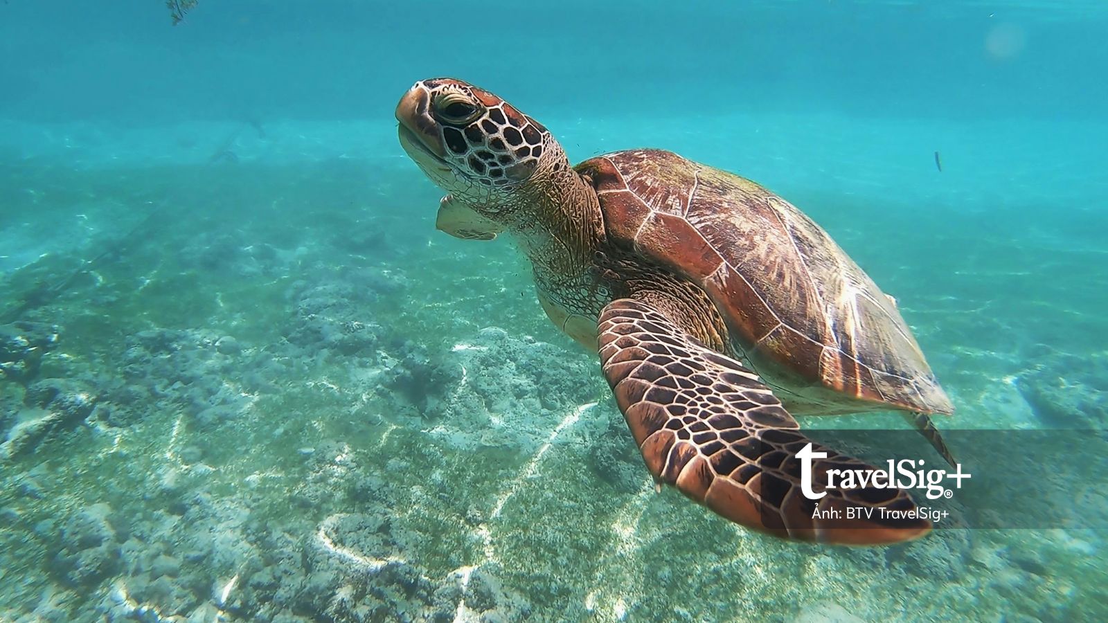 Những cuộc gặp gỡ dưới mặt biển Cebu, Philippines