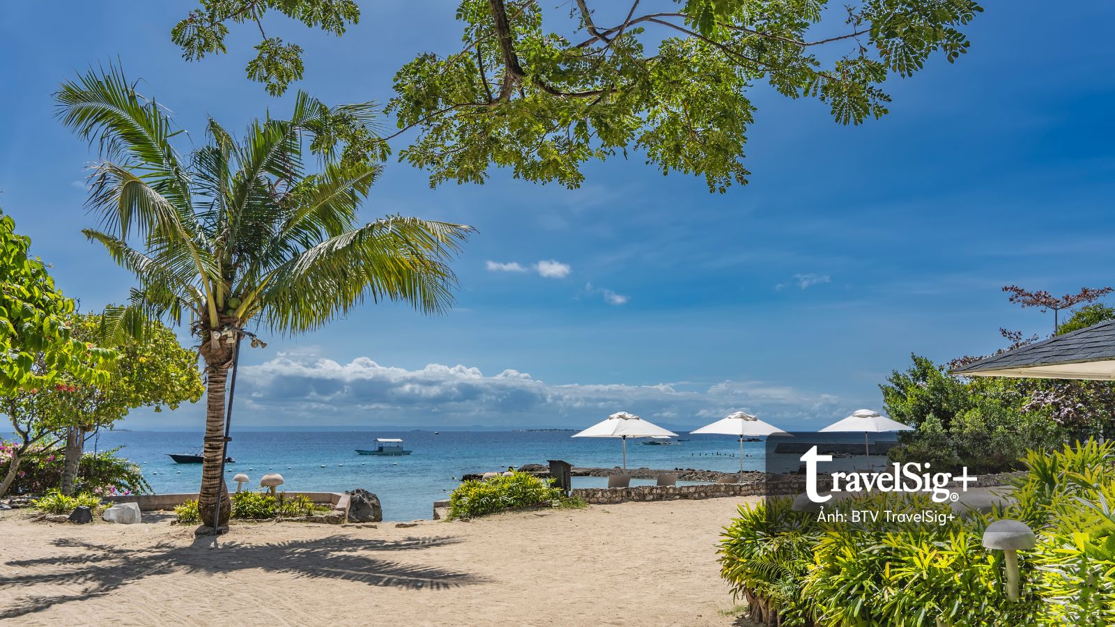Những cuộc gặp gỡ dưới mặt biển Cebu, Philippines