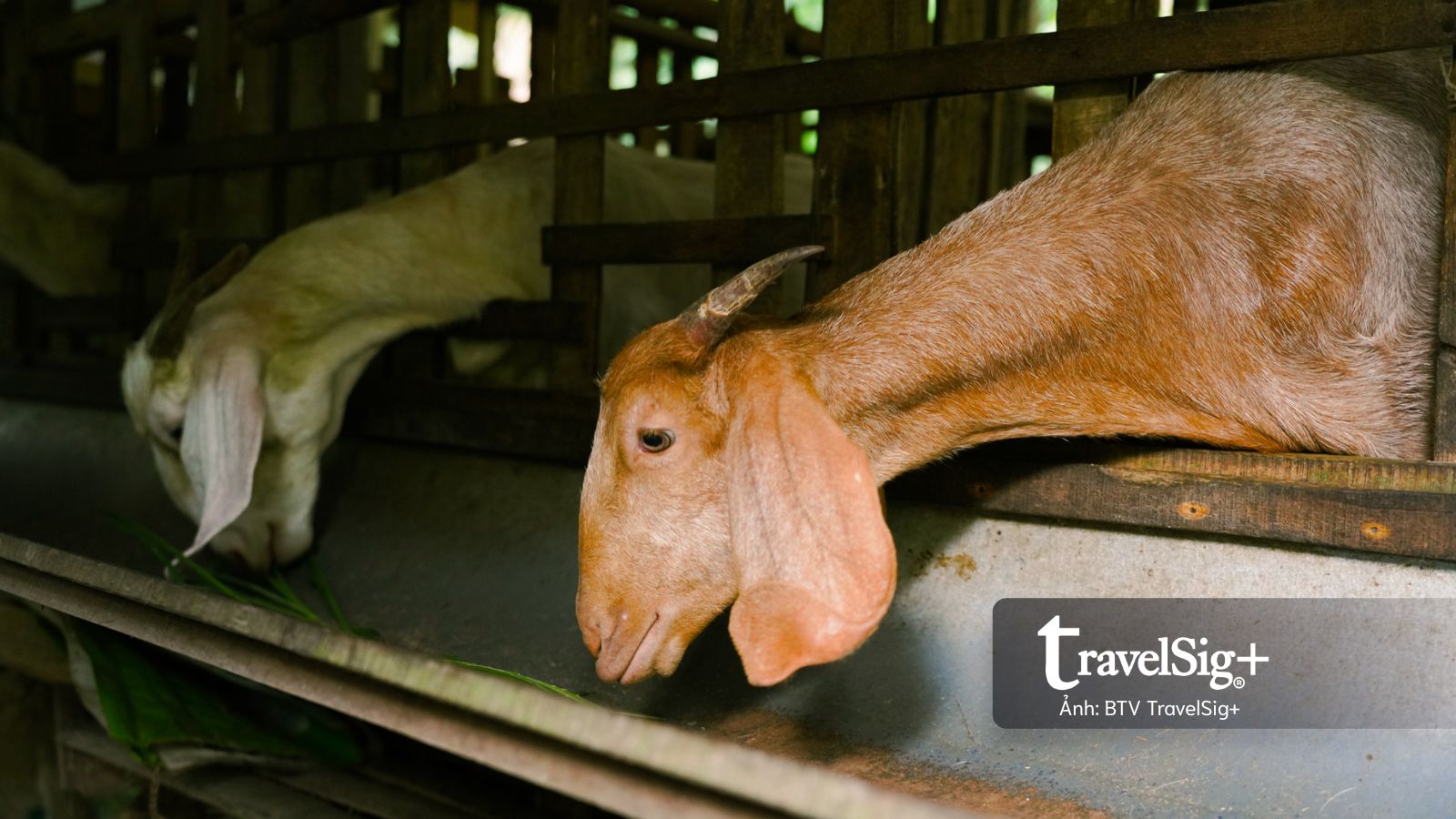 Nơi những dòng sông bồi đắp khu vườn và cây dừa nối dài sự sống