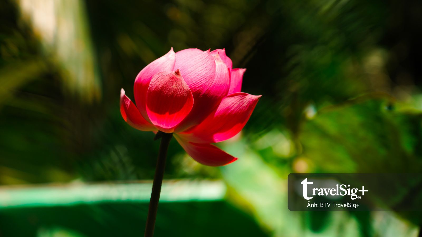 Nơi những dòng sông bồi đắp khu vườn và cây dừa nối dài sự sống