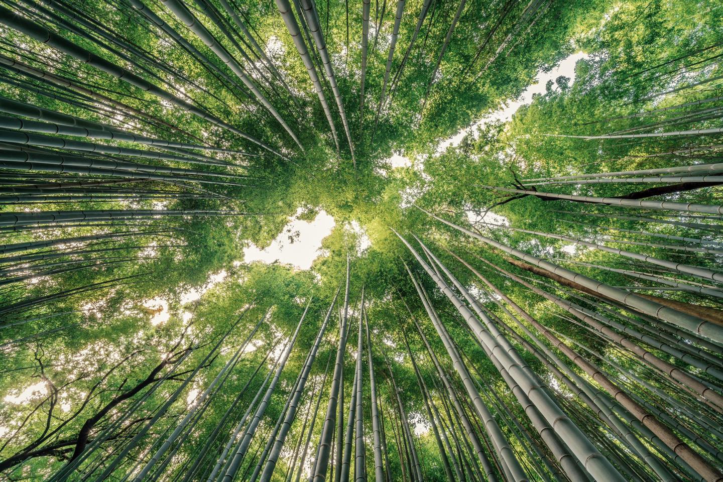 Rừng tre Sagano nằm trong danh sách “100 cảnh quan đẹp nhất Nhật Bản”